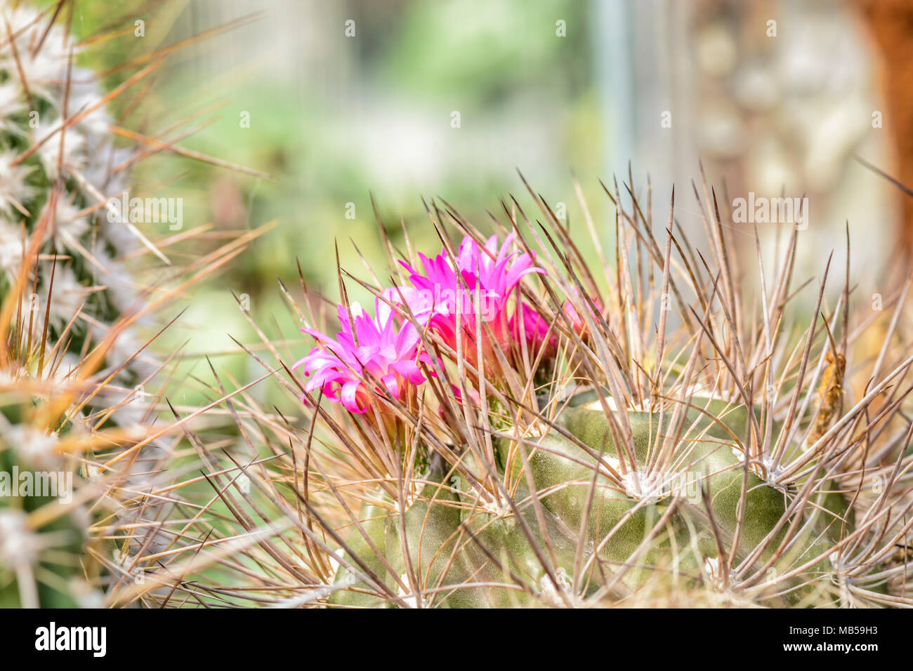 purple flowers of a cactus eriosyce against blurry background Stock Photo