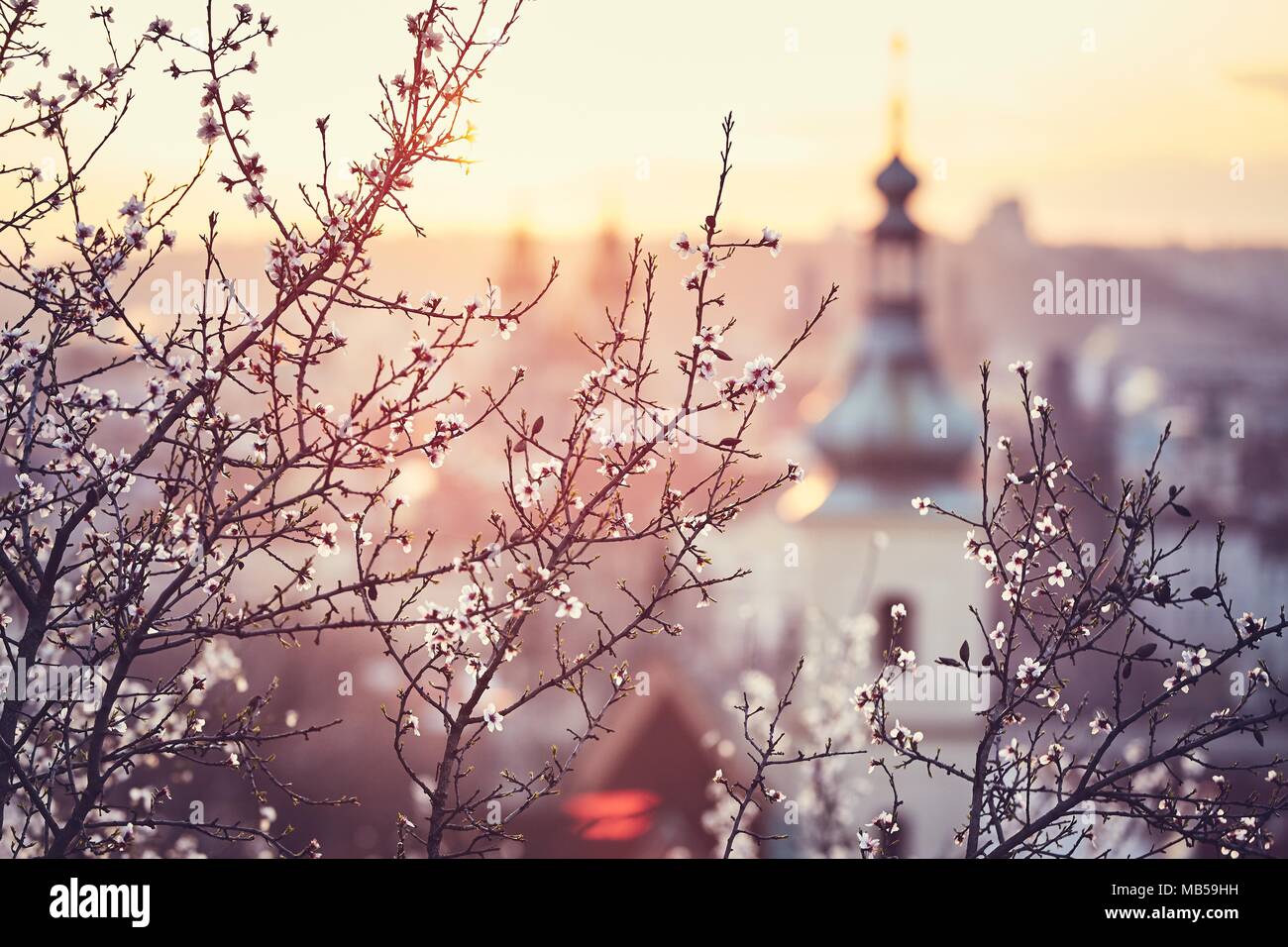 Spring in the city. Blooming trees against old town. Beautiful sunrise in Prague, Czech Republic Stock Photo