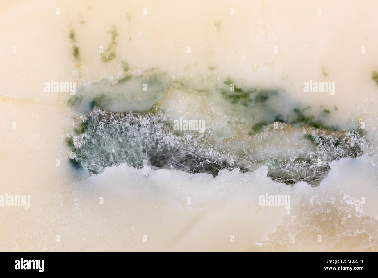 Close-up of the German soft cheese cambozola and the mould which flavours it. UK Stock Photo