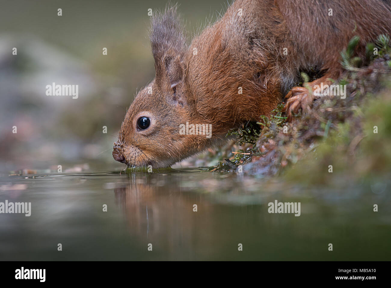 A very close up image from a low level of a red squirrel drinking from a pool with a slight reflection in the water Stock Photo