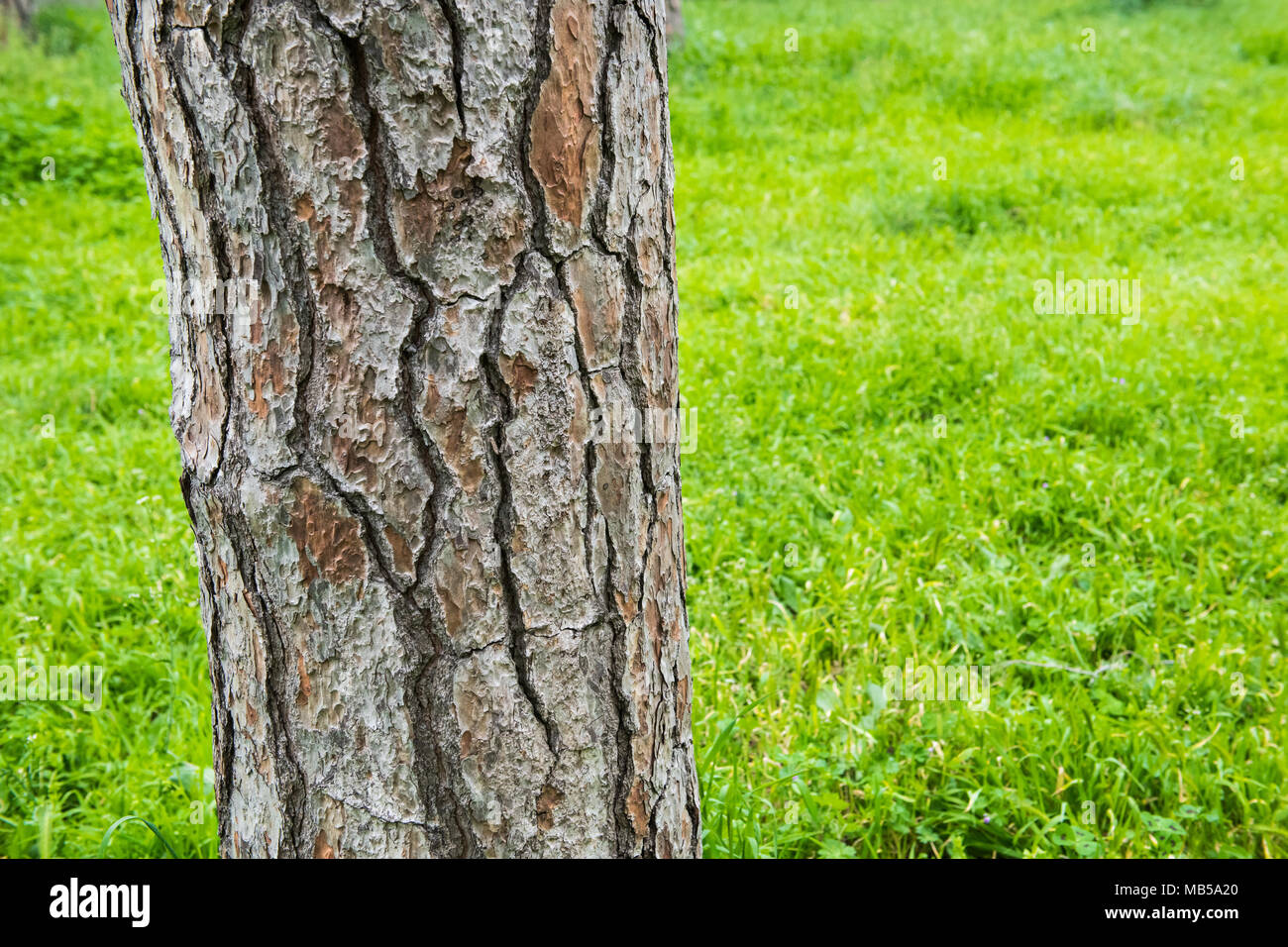 Close up of oak tree trunk bark section over green undergrowth forest background Stock Photo