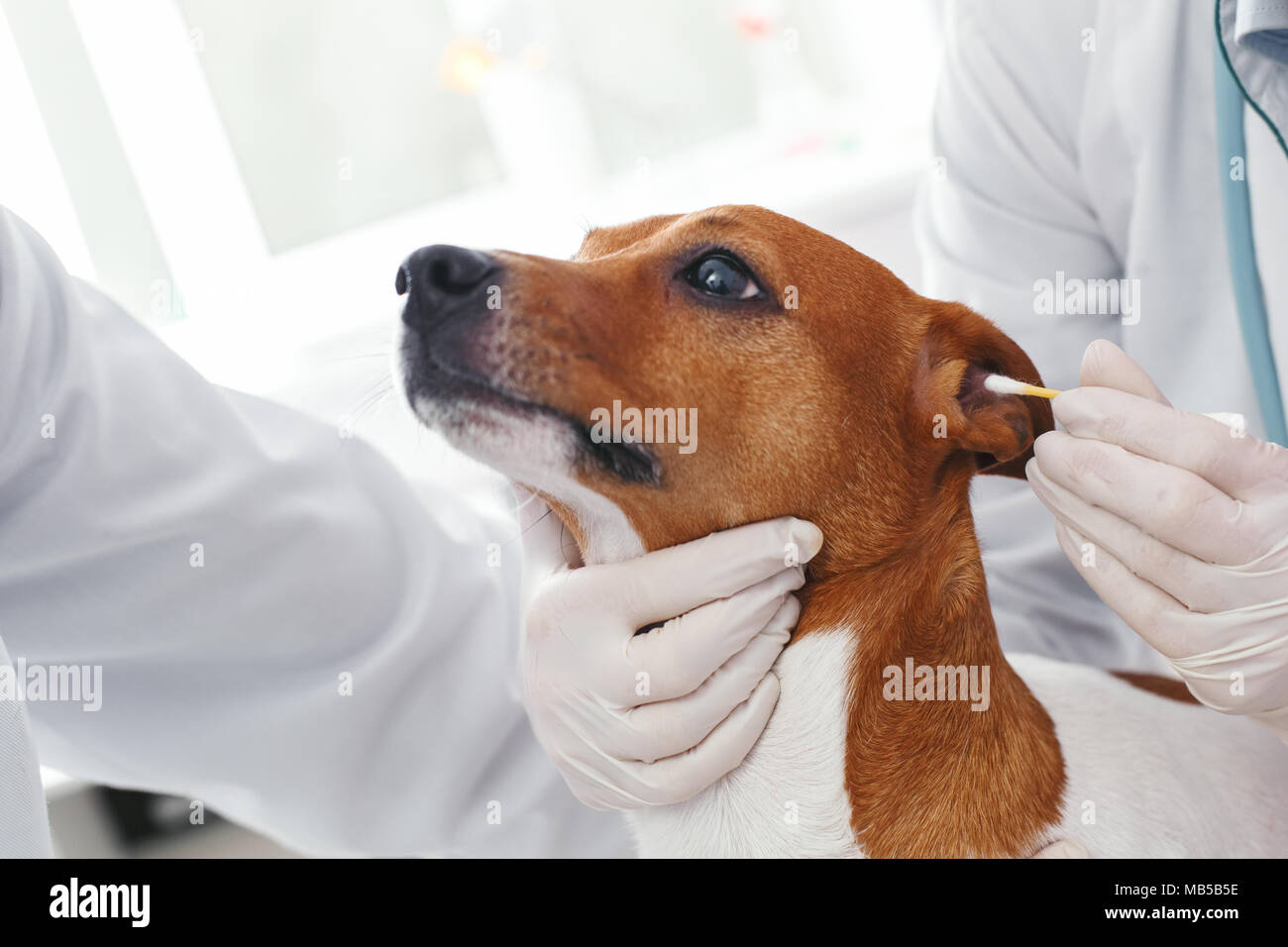 Veterinarians take an infection test for ear analysis. Veterinary clinic concept. Services of a doctor for animals, health and treatment of pets Stock Photo