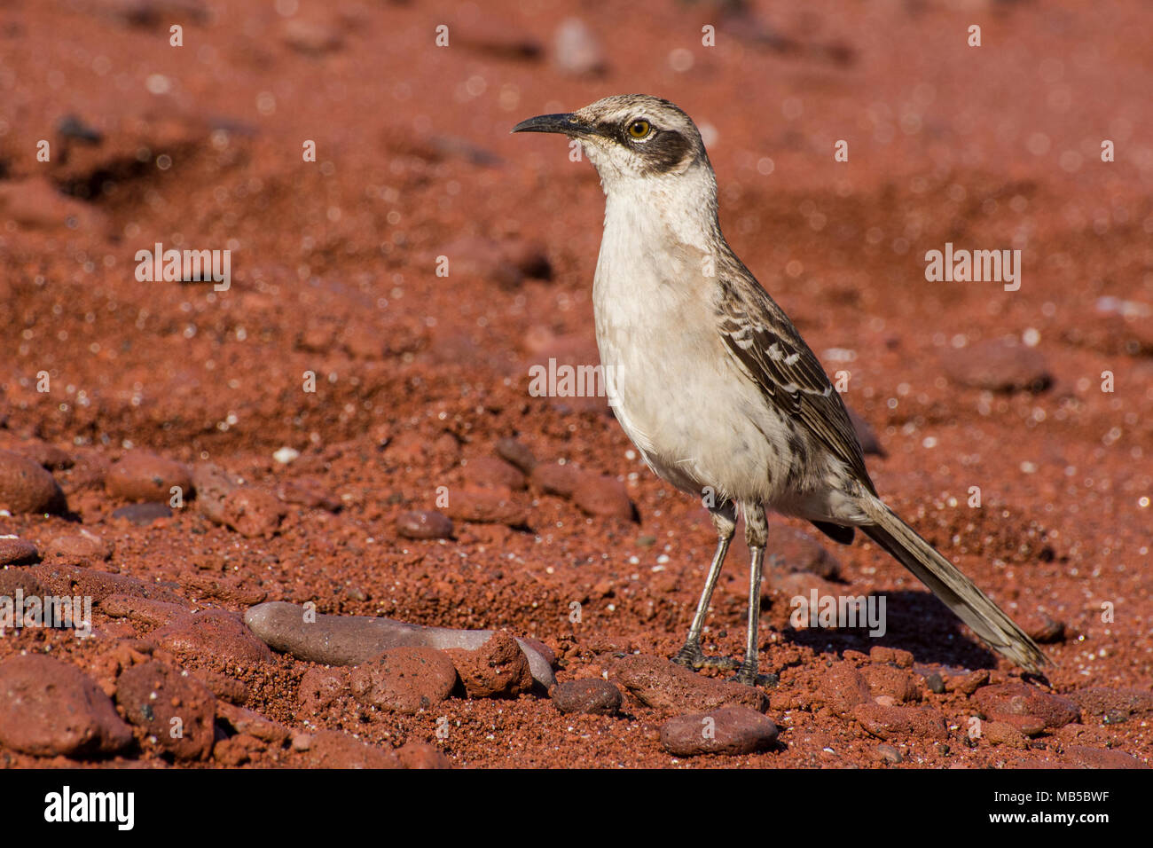 A Galapagos mocking bird (Mimus parvulus personatus) on Rabida island, standing tall on the red volcanic sand. Stock Photo