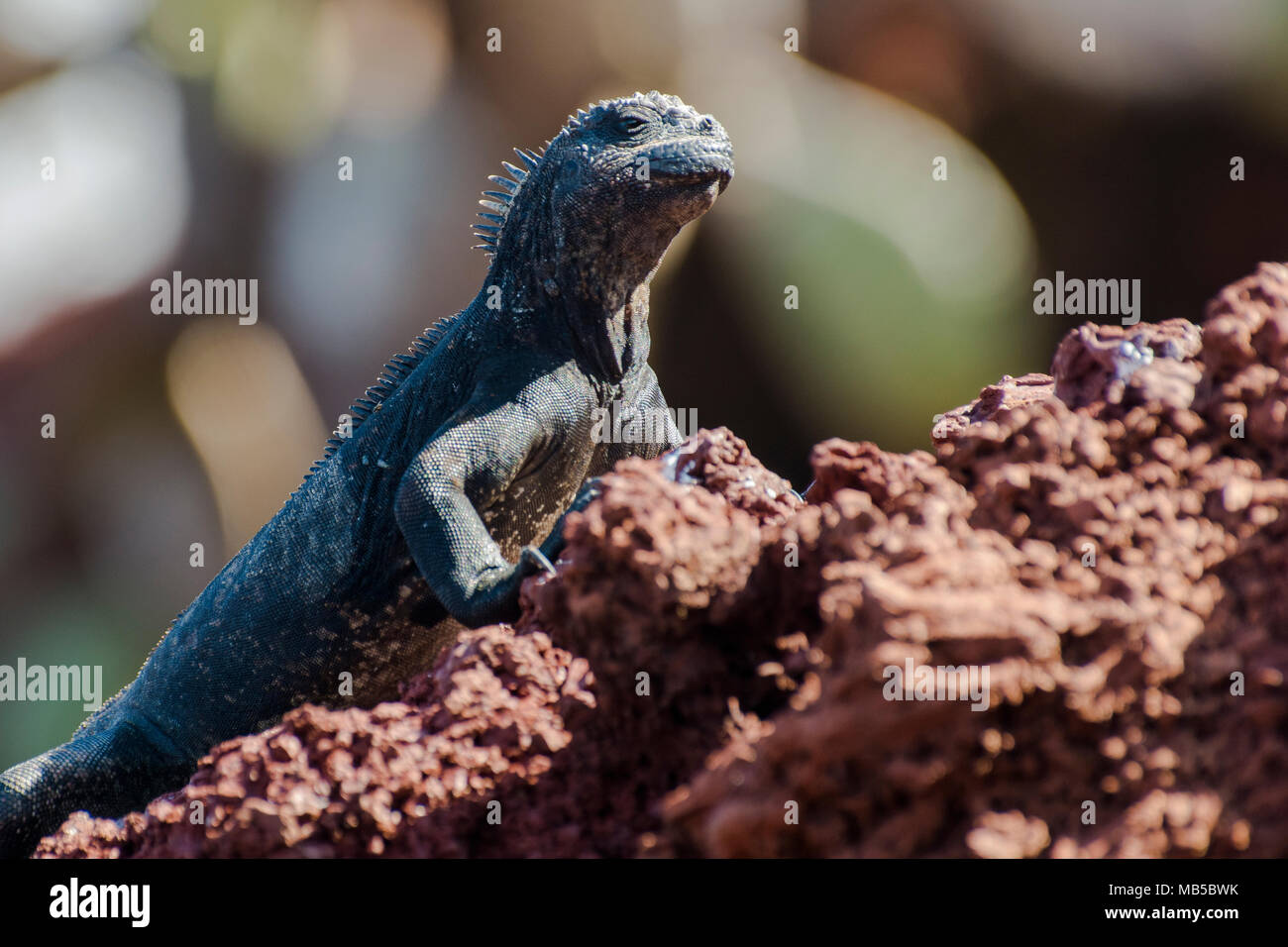 Subspecies of the galapagos marine iguana (Amblyrhynchus cristatus wikelskii), this subspecies is considered endangered and is found on Rabida island. Stock Photo