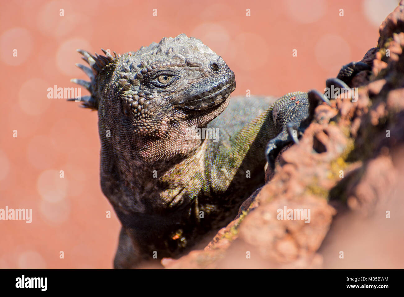 Subspecies of the galapagos marine iguana (Amblyrhynchus cristatus wikelskii), this subspecies is considered endangered and is found on Rabida island. Stock Photo