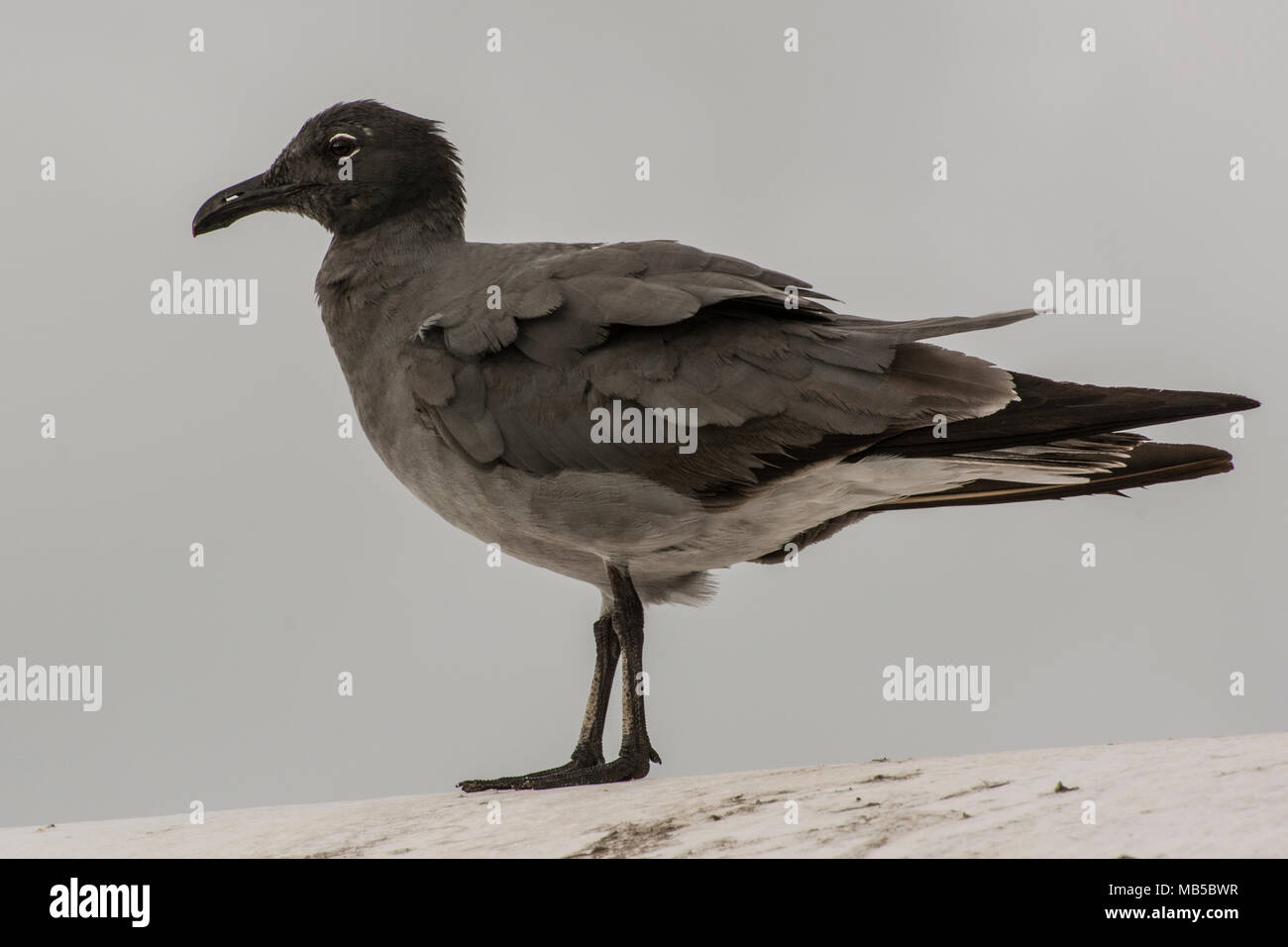 A lava gull (Leucophaeus fuliginosus) from the Galapagos islands.  This species is considered to be the rarest gull species in the world. Stock Photo