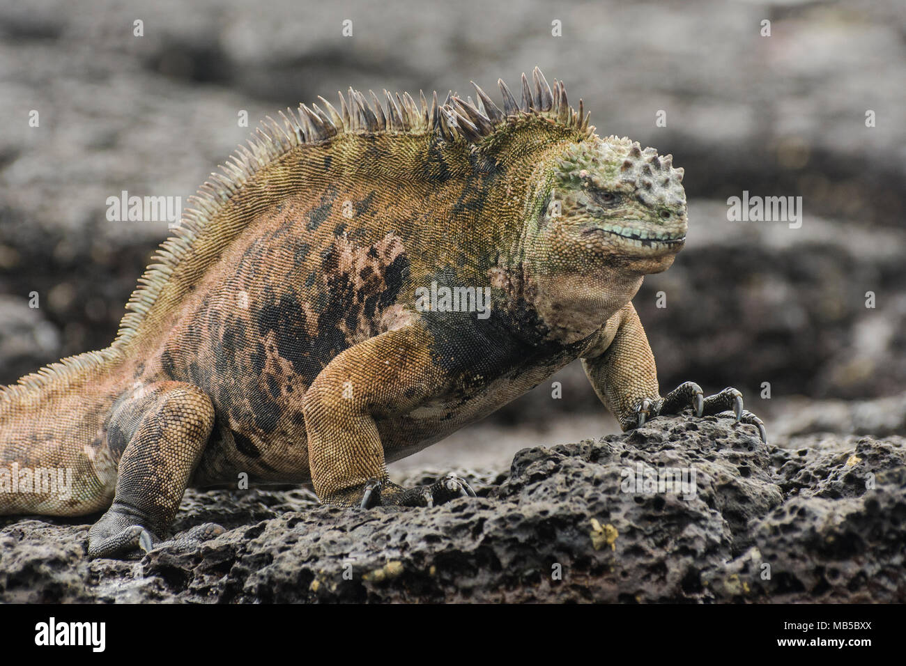 A cranky old marine iguana making his way along the rocky beach in Santa Cruz island of the Galapagos, Ecuador. Stock Photo