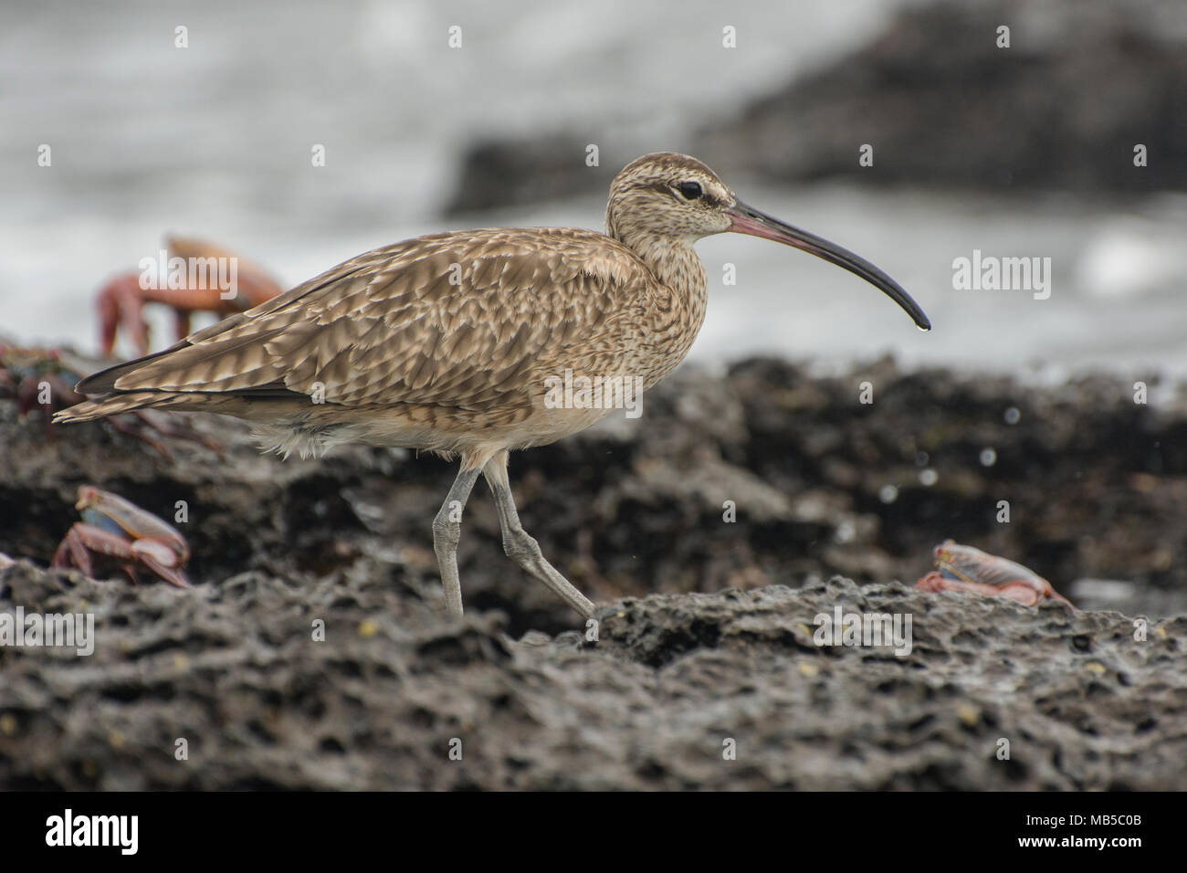 A whimbrel hunting small crabs along the Galapagos coast in South America. These shorebirds are found throughout much of the world. Stock Photo