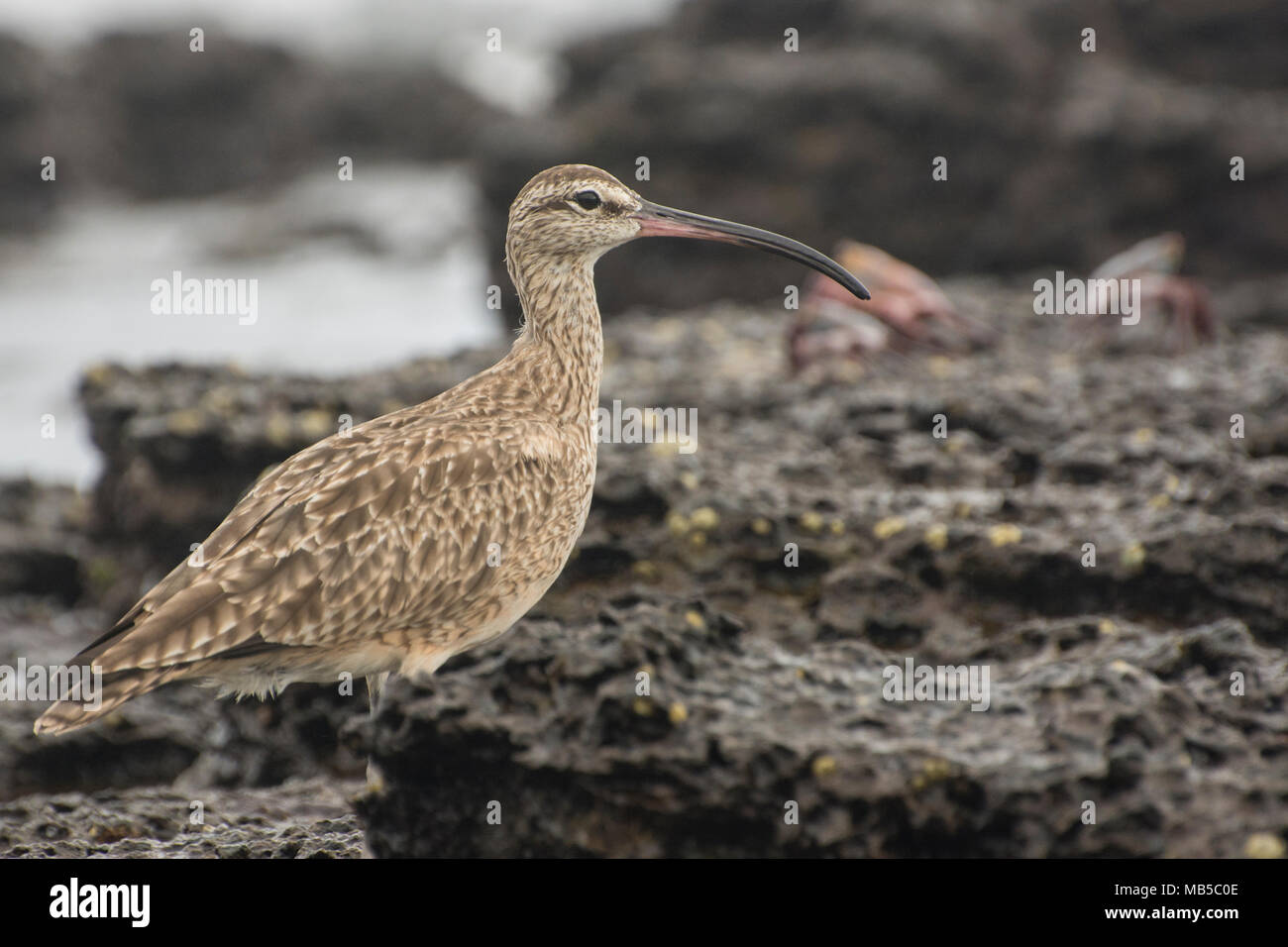 A whimbrel hunting small crabs along the Galapagos coast in South America. These shorebirds are found throughout much of the world. Stock Photo