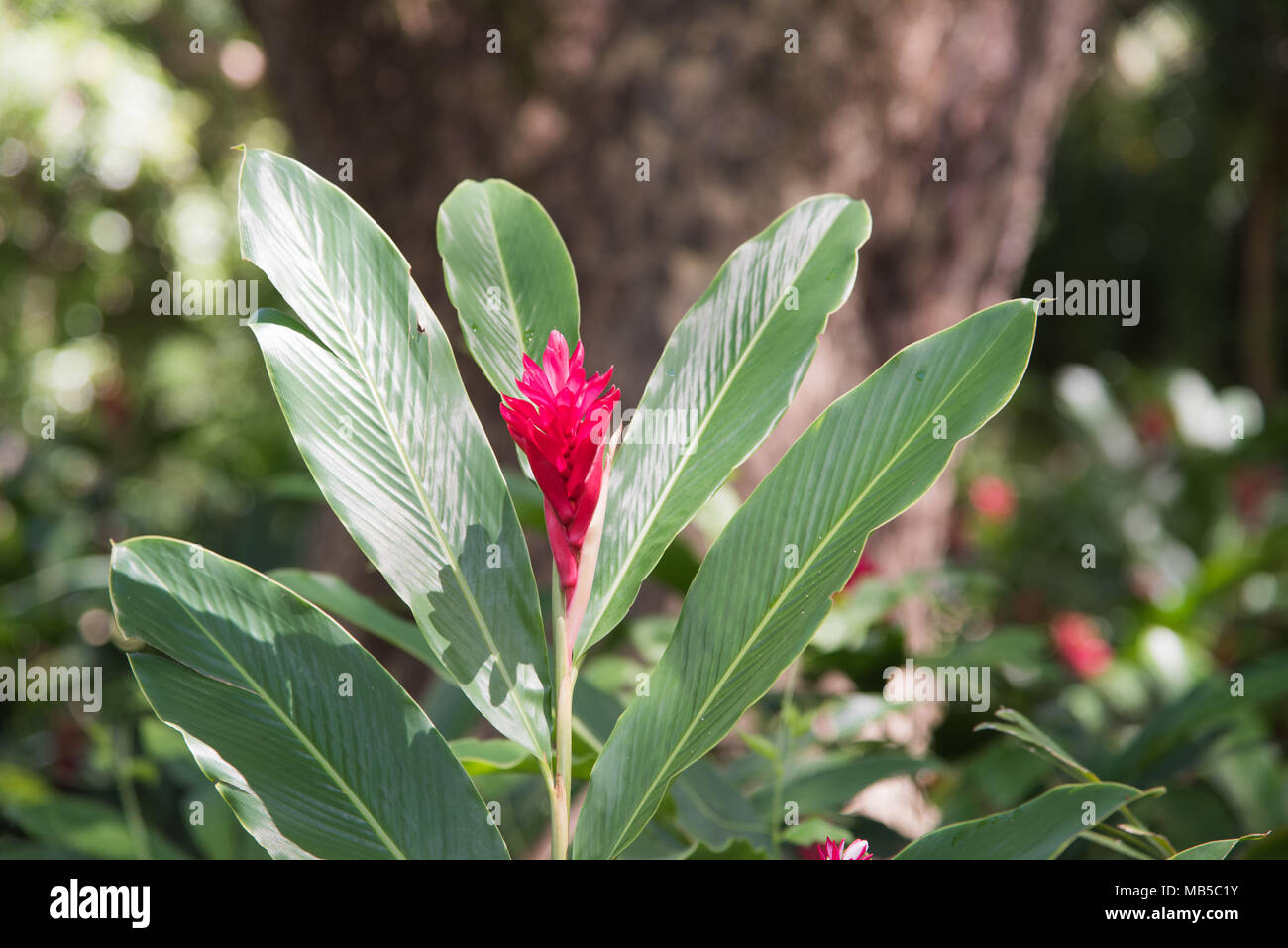 Hot pink flower head on ginger plant in Darwin, Australia Stock Photo