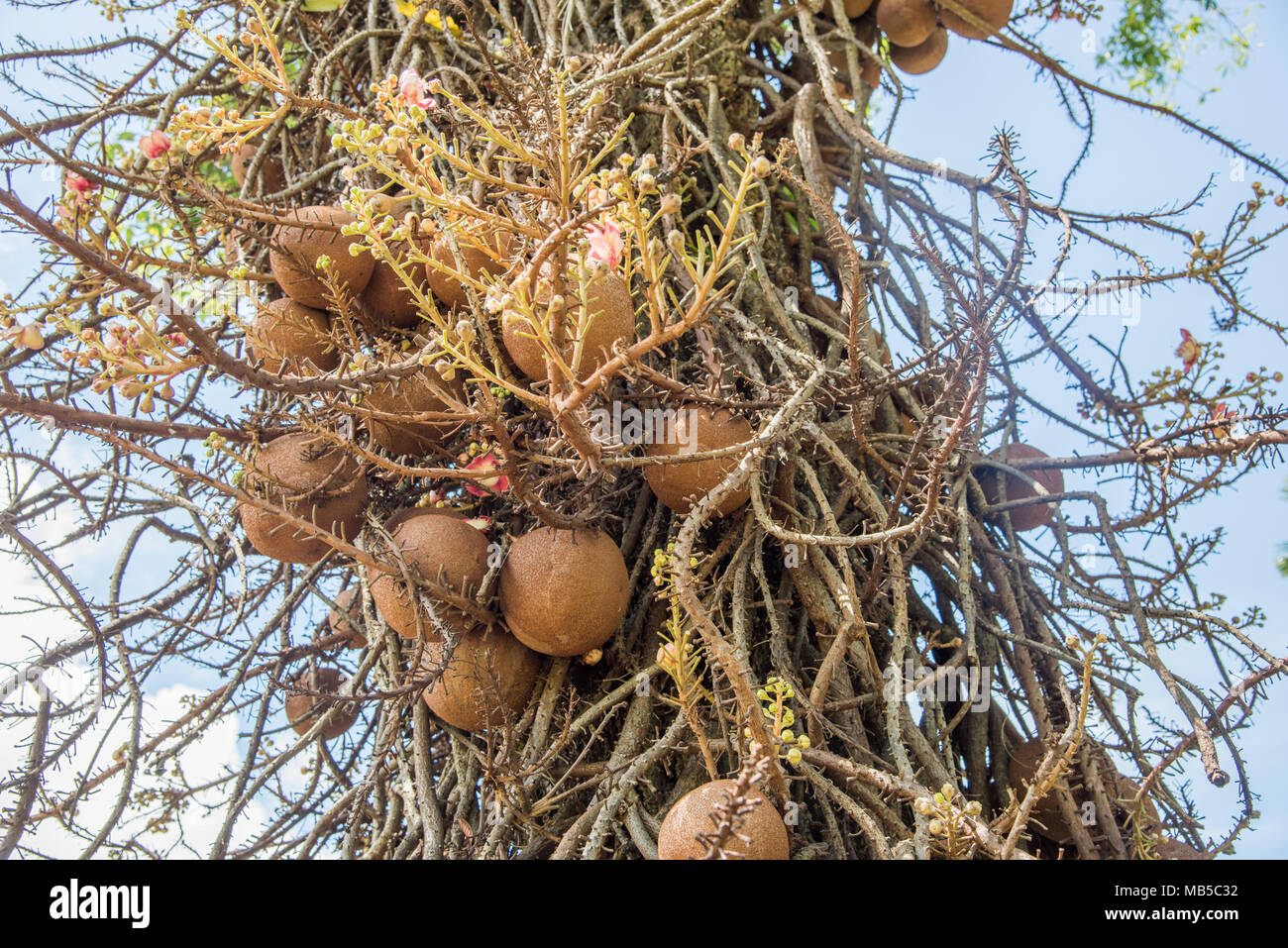 Closeup of a section of a unique cannonball tree with large ballshaped