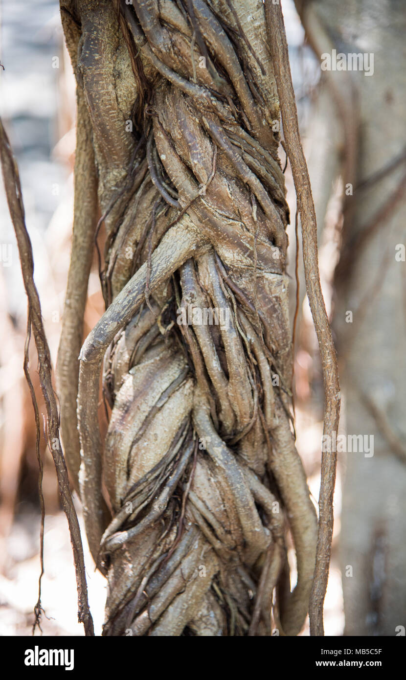 Plant Roots Australia High Resolution Stock Photography and Images Alamy
