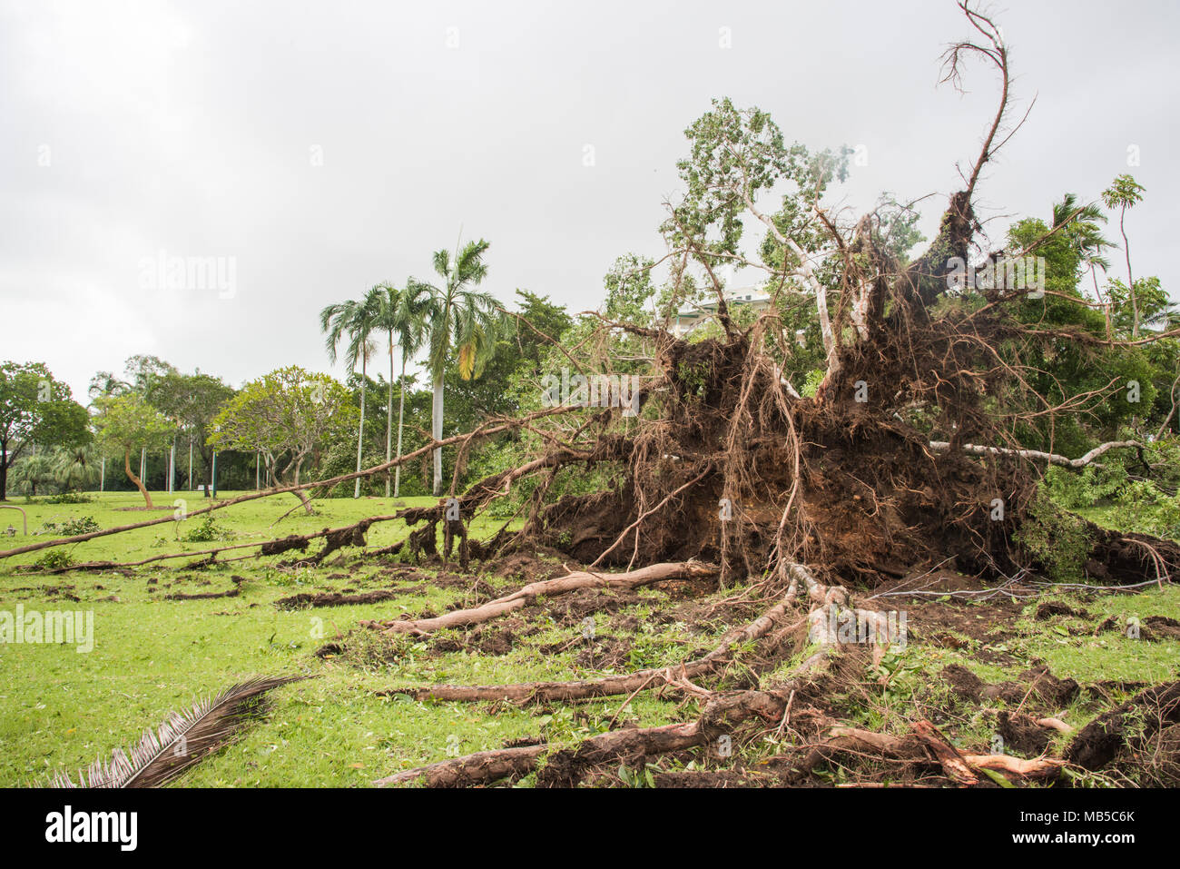 Hurricane Palm Tree High Resolution Stock Photography and Images - Alamy