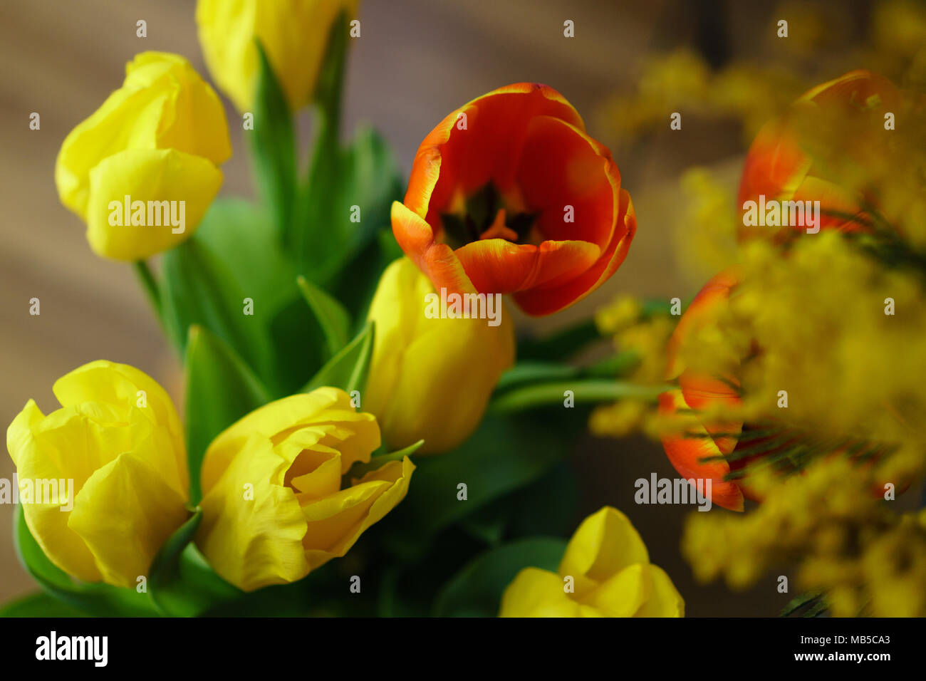 Buds of red and yellow tulips close-up. Floral background. Spring mood ...