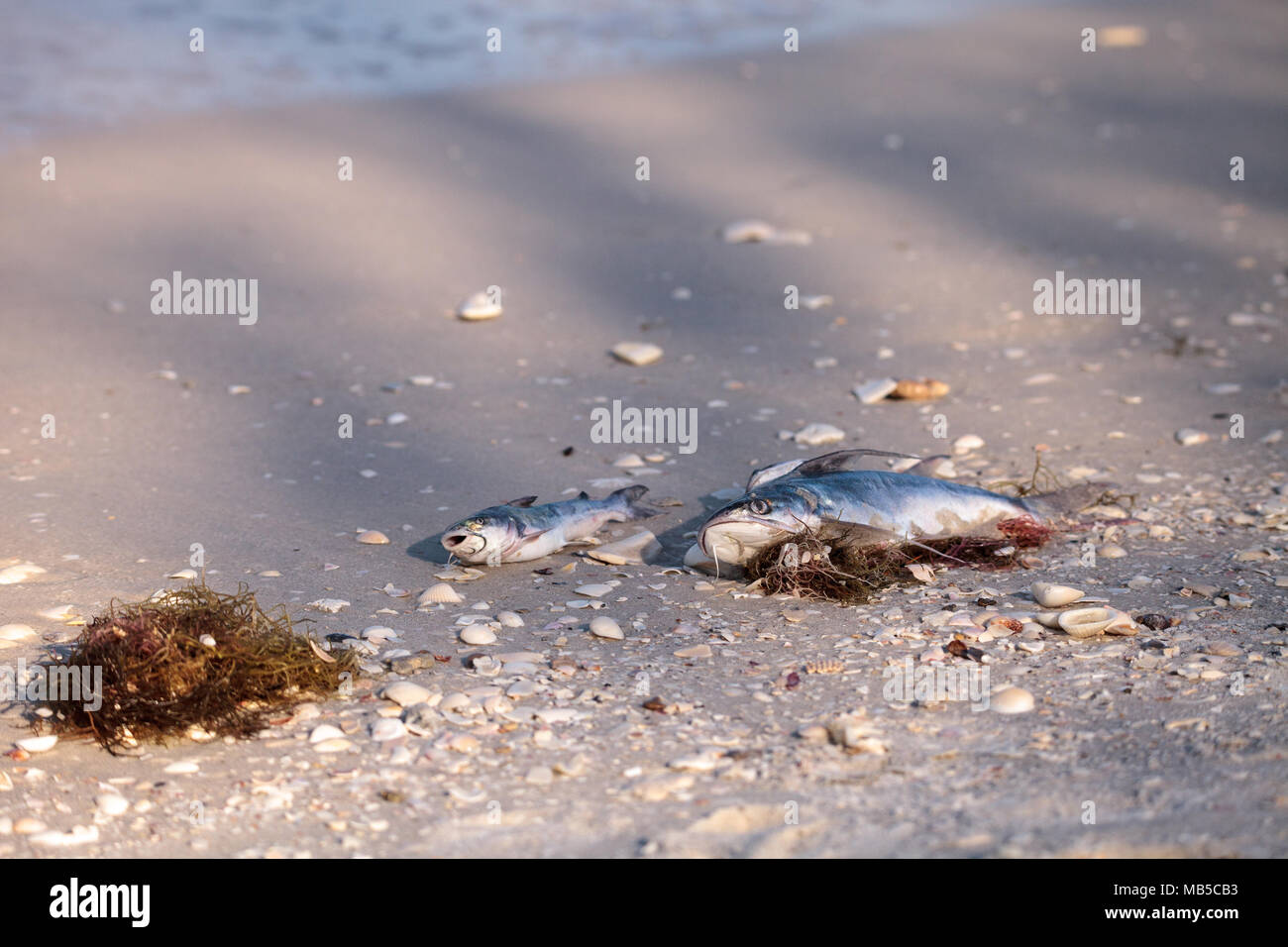 Red tide causes fish to wash up dead on Delnor-Wiggins Pass State Park beach in Naples, Florida Stock Photo