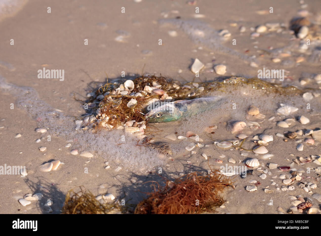 Red tide causes fish to wash up dead on Delnor-Wiggins Pass State Park beach in Naples, Florida Stock Photo