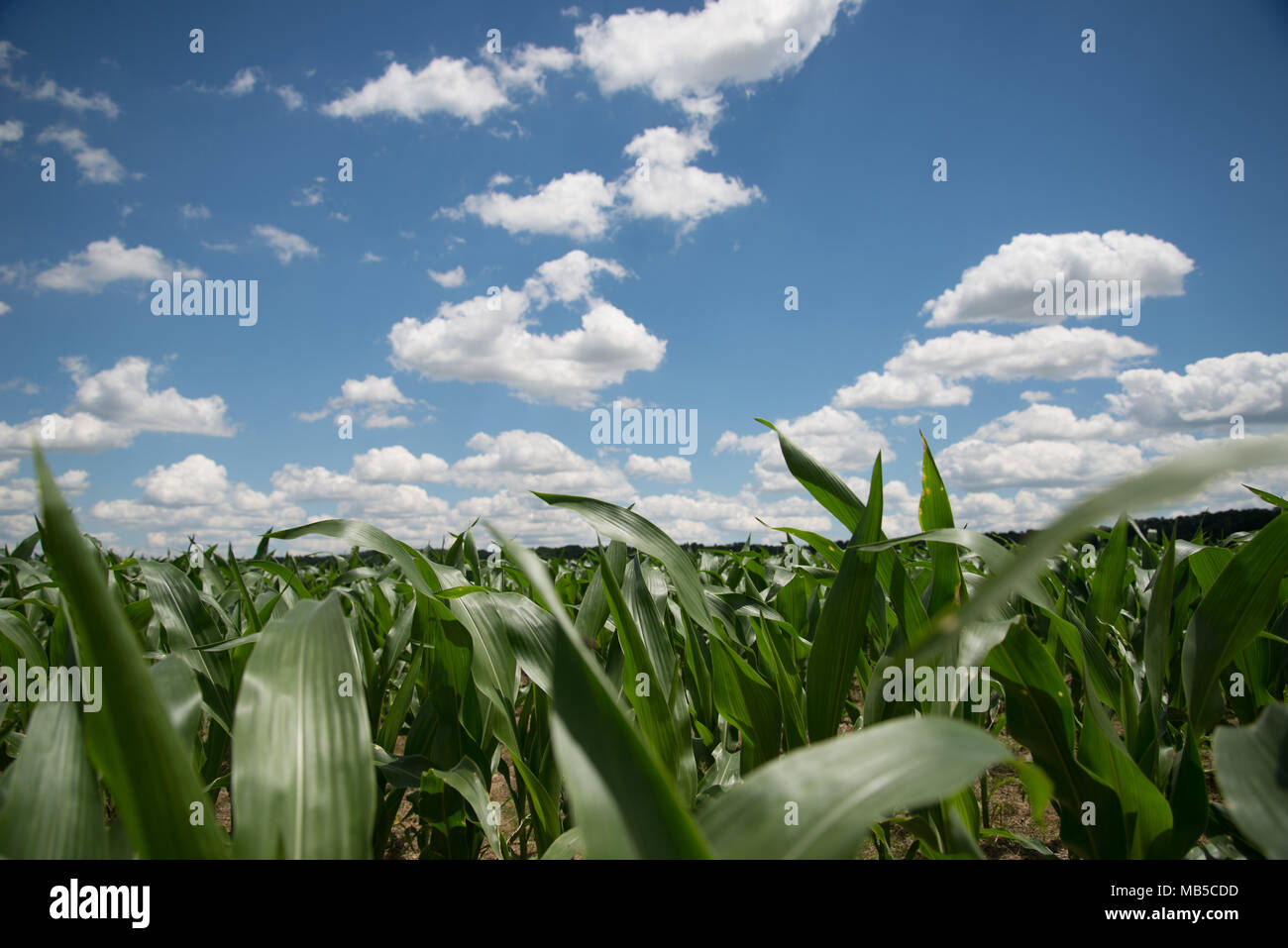 Kentucky Country Road High Resolution Stock Photography and Images - Alamy