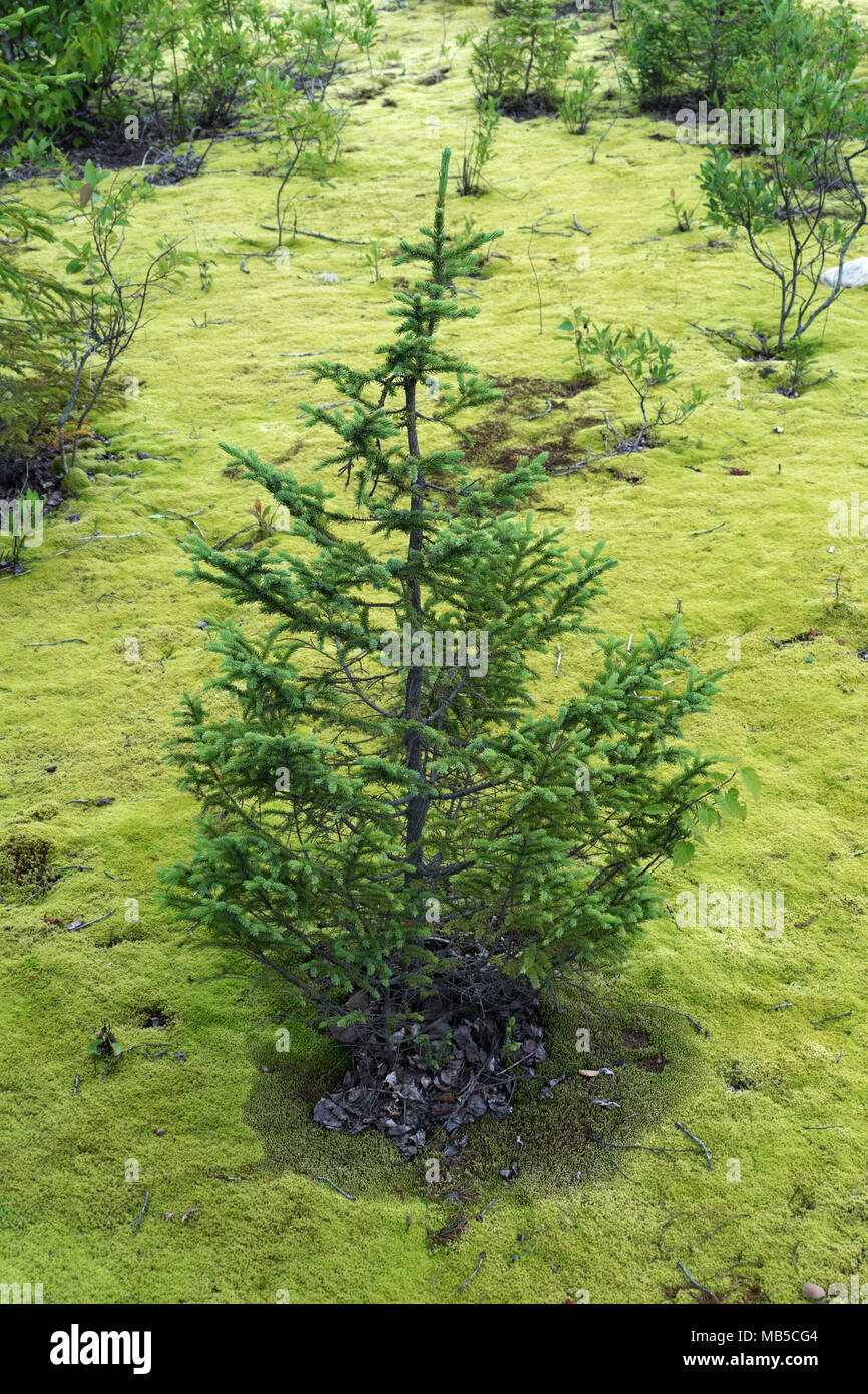 A small fir tree growing on a bed of hair cap moss in the Monts Valin region, province of Quebec, Canada. Stock Photo