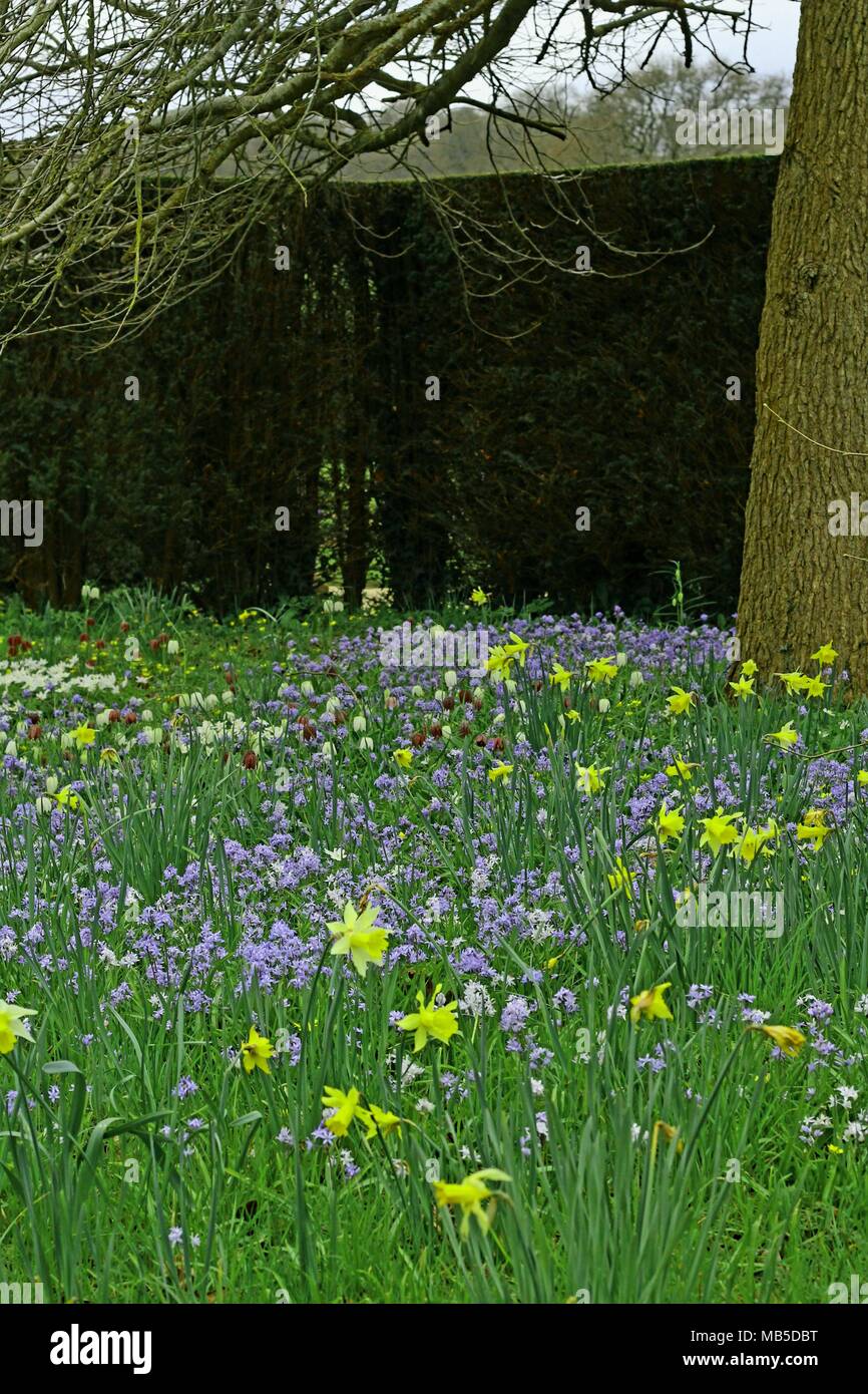 Fantastic burst of spring colour hi-res stock photography and images ...