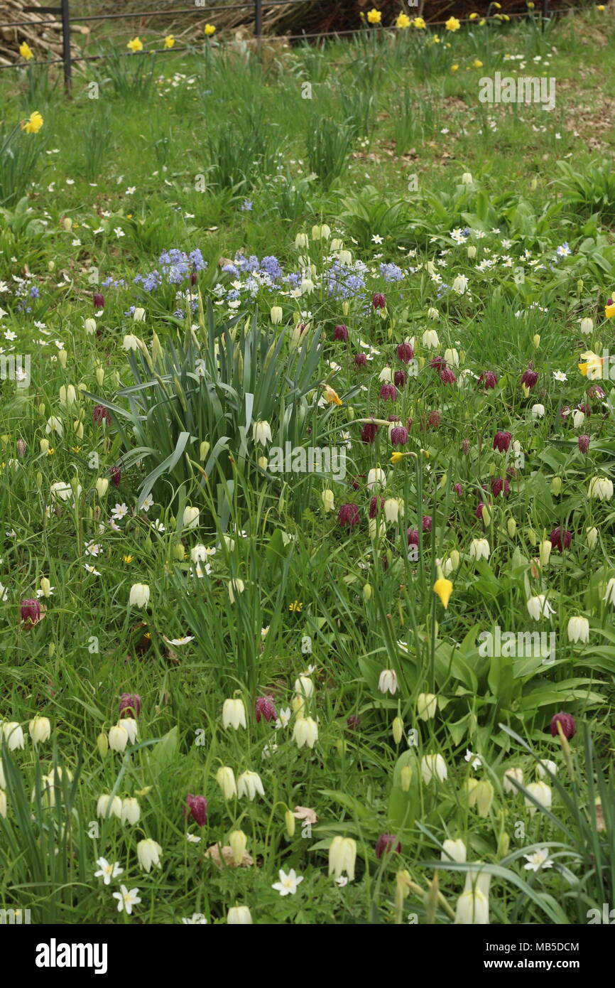 Spring meadow - in full bloom, East Sussex, Britain. Stock Photo