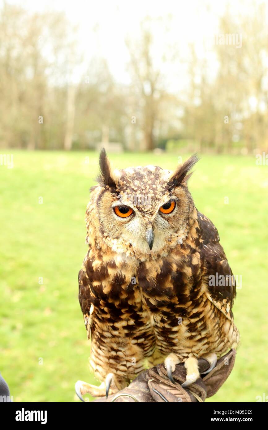 Hand Reared medium sized Long Eared African Owl sitting in a tree in the East Sussex countryside. East Sussex. Britain. Stock Photo