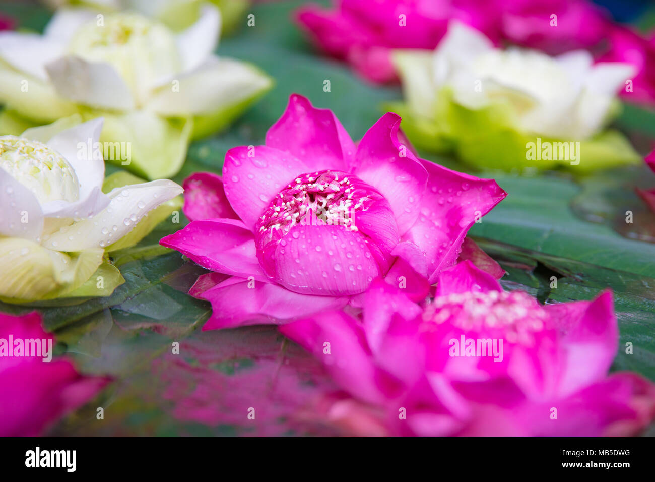 Pink white lotus flower hires stock photography and images Alamy