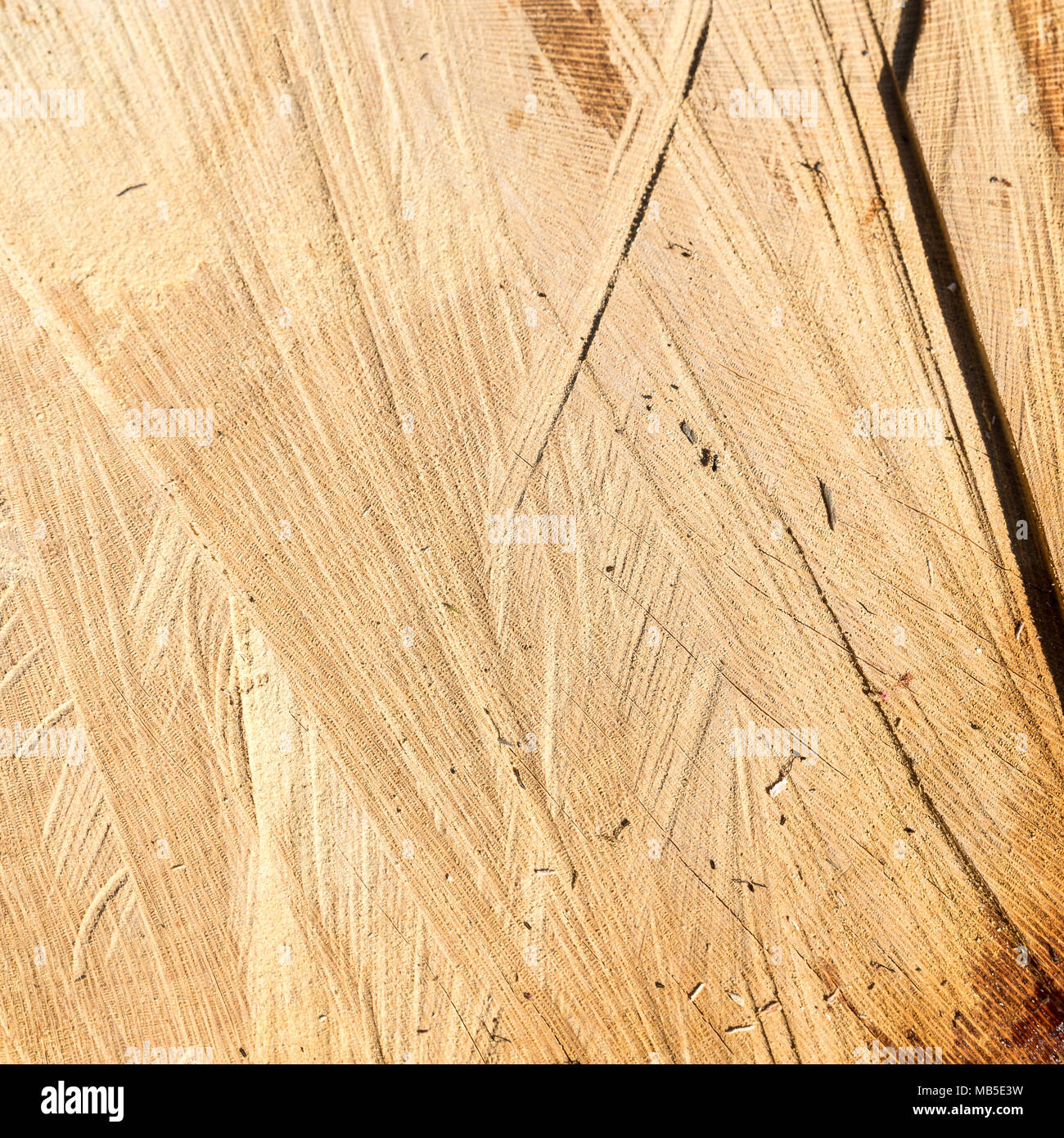 Wood texture cut tree trunk background Stock Photo - Alamy