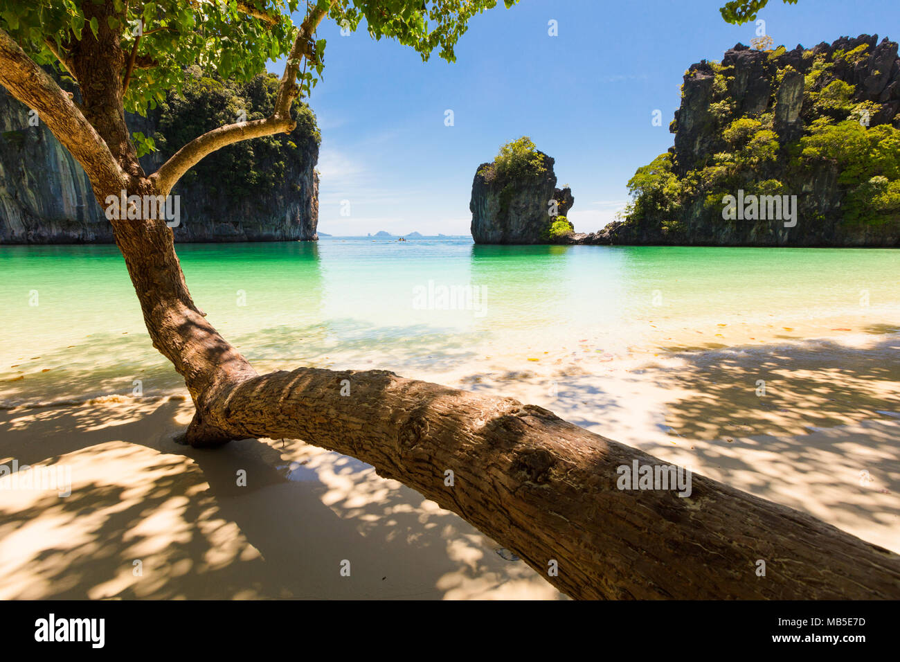 Bent Tree Growing On Shore At Beach Stock Photo