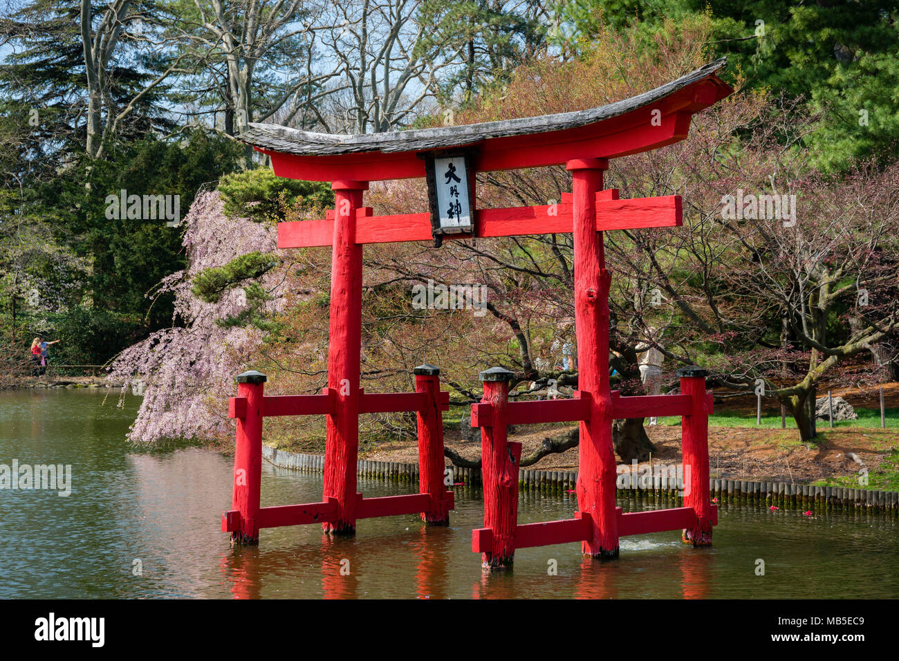 Cherry blossom season in Brooklyn Botanic Garden, with a Japanese them