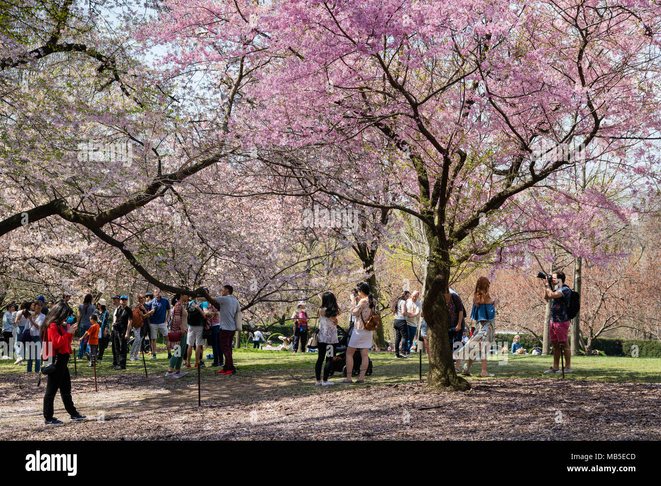 Cherry Blossom Season In Brooklyn Botanic Garden With A Japanese