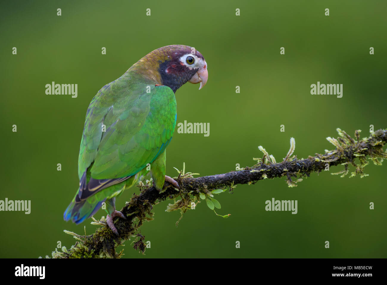 Brown-hooded Parrot - Pyrilia haematotis, beatiful colorful parrot from Central America forest Costa Rica. Stock Photo