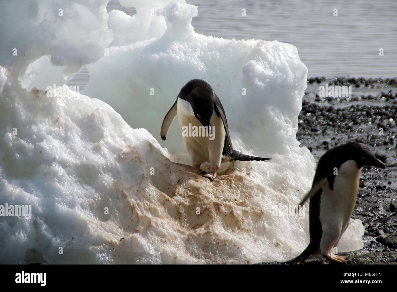 Dirty Penguin High Resolution Stock Photography And Images Alamy
