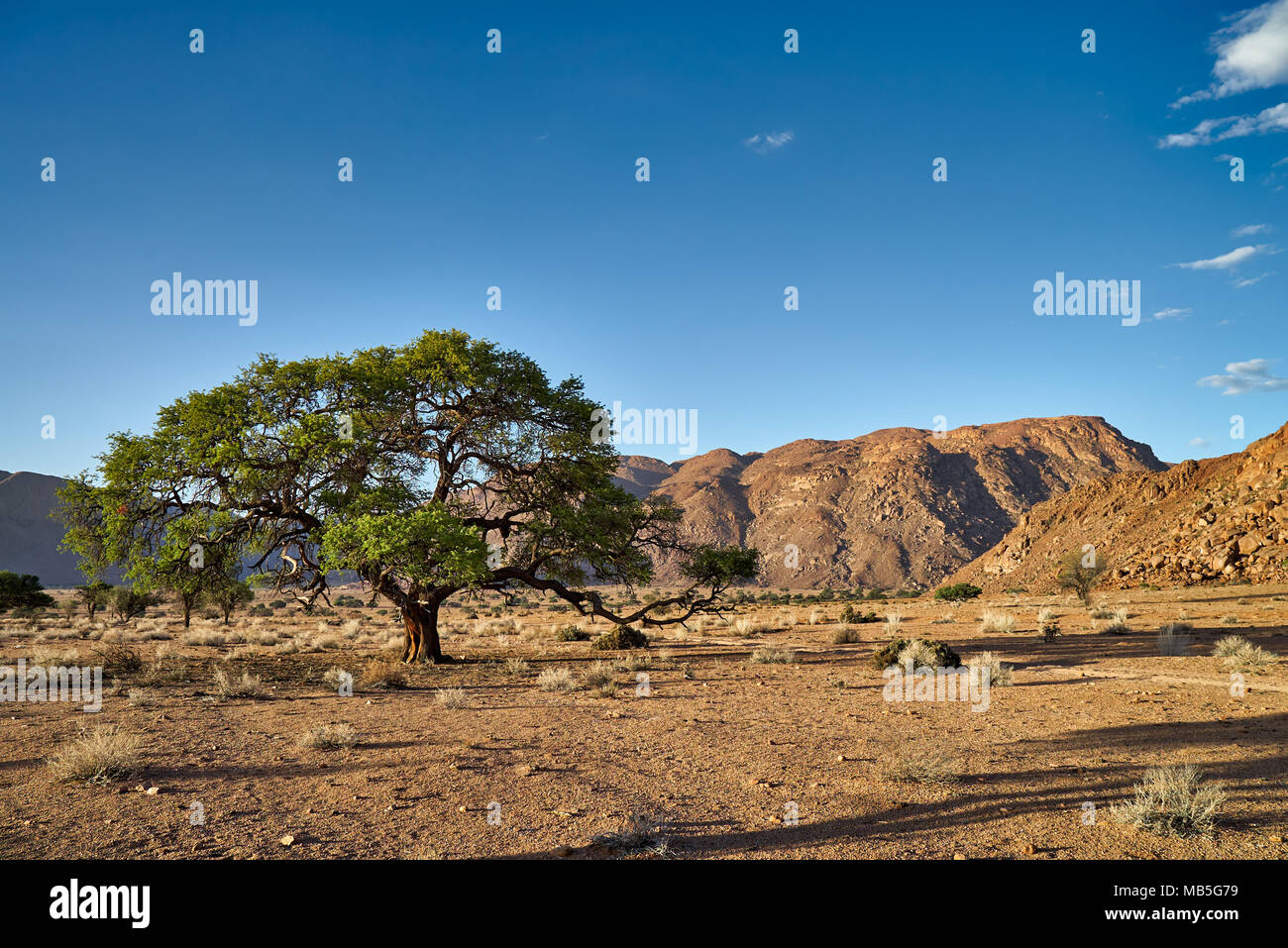 tree in tranquil landscape on Farm Namtib, Tiras mountains, Namibia, Africa Stock Photo