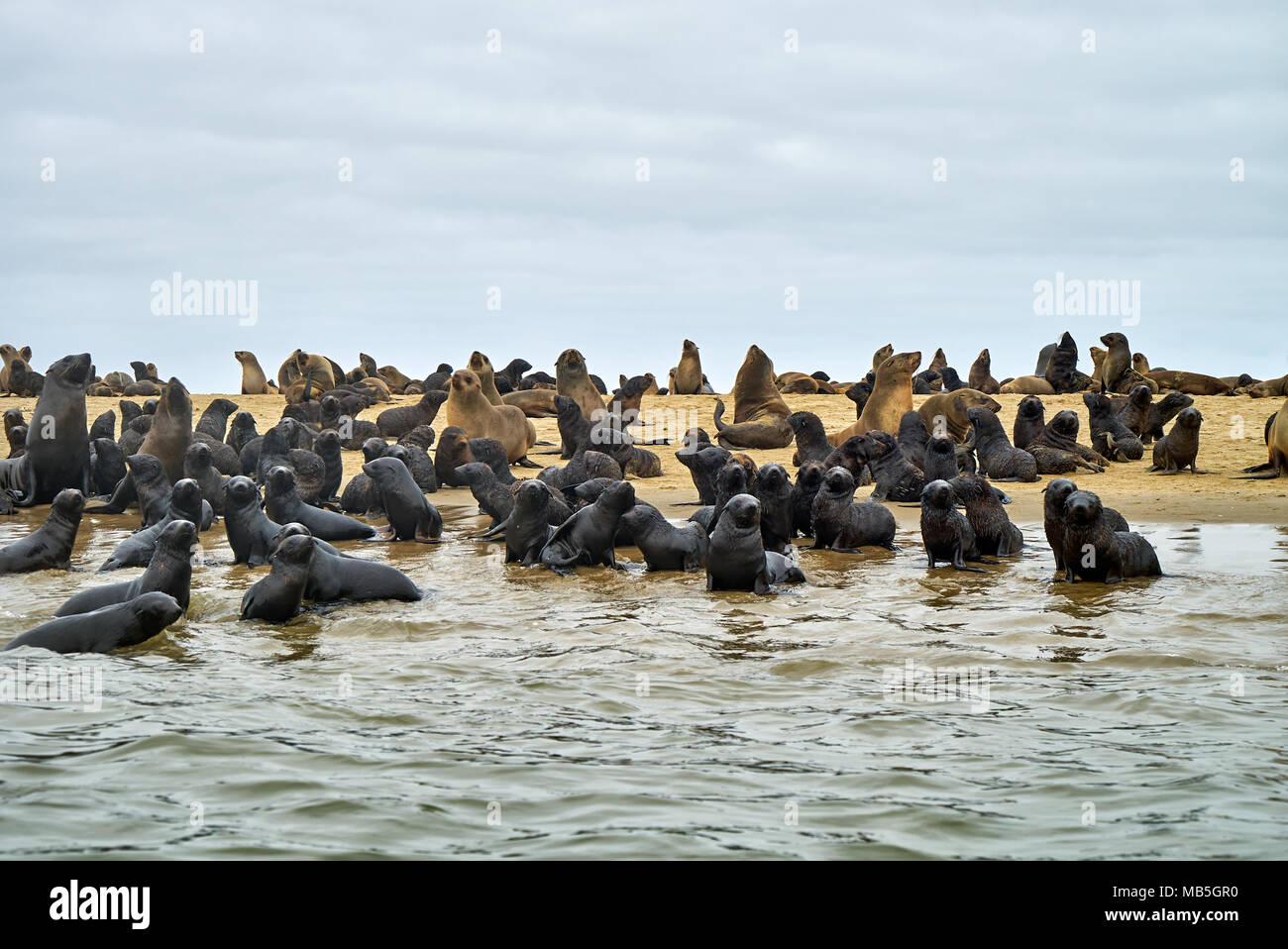 colony of Brown fur seals, Arctocephalus pusillus, Walvis Bay, Namibia, Africa Stock Photo