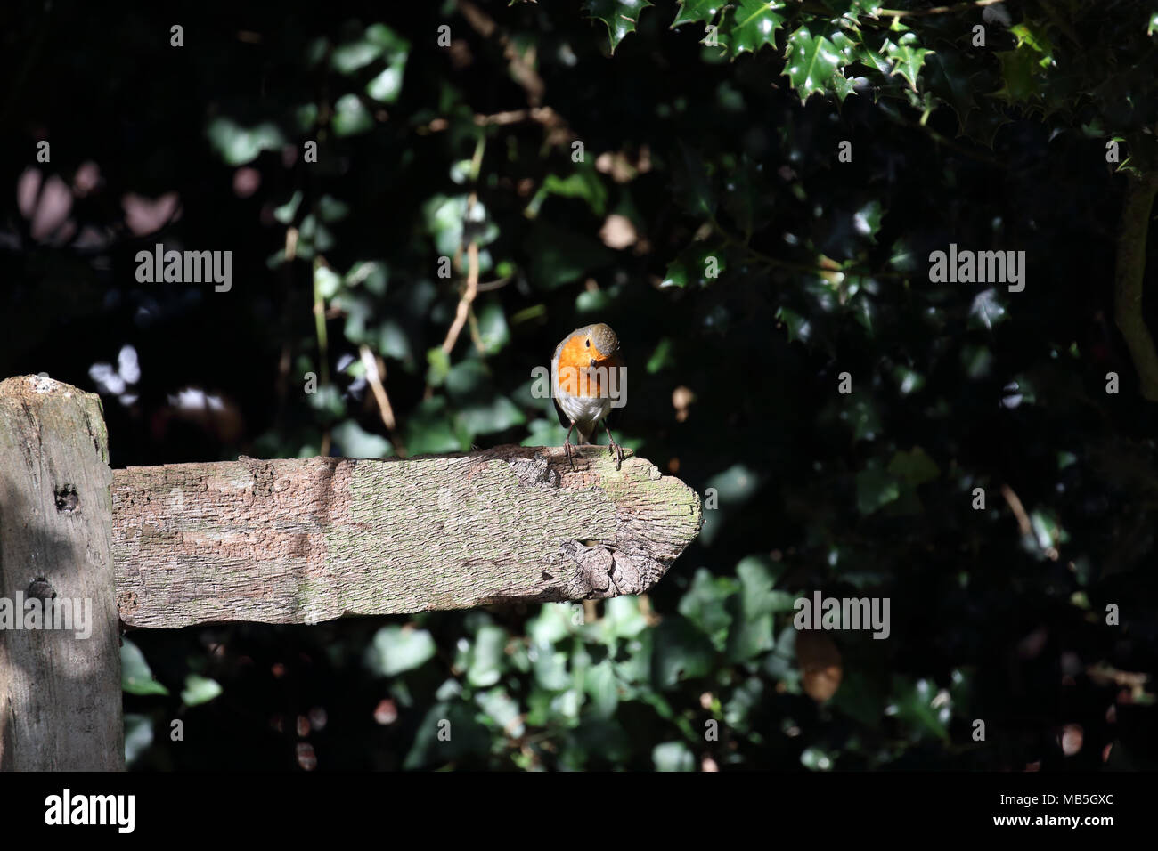 Robin on old signpost - blank for new words Stock Photo