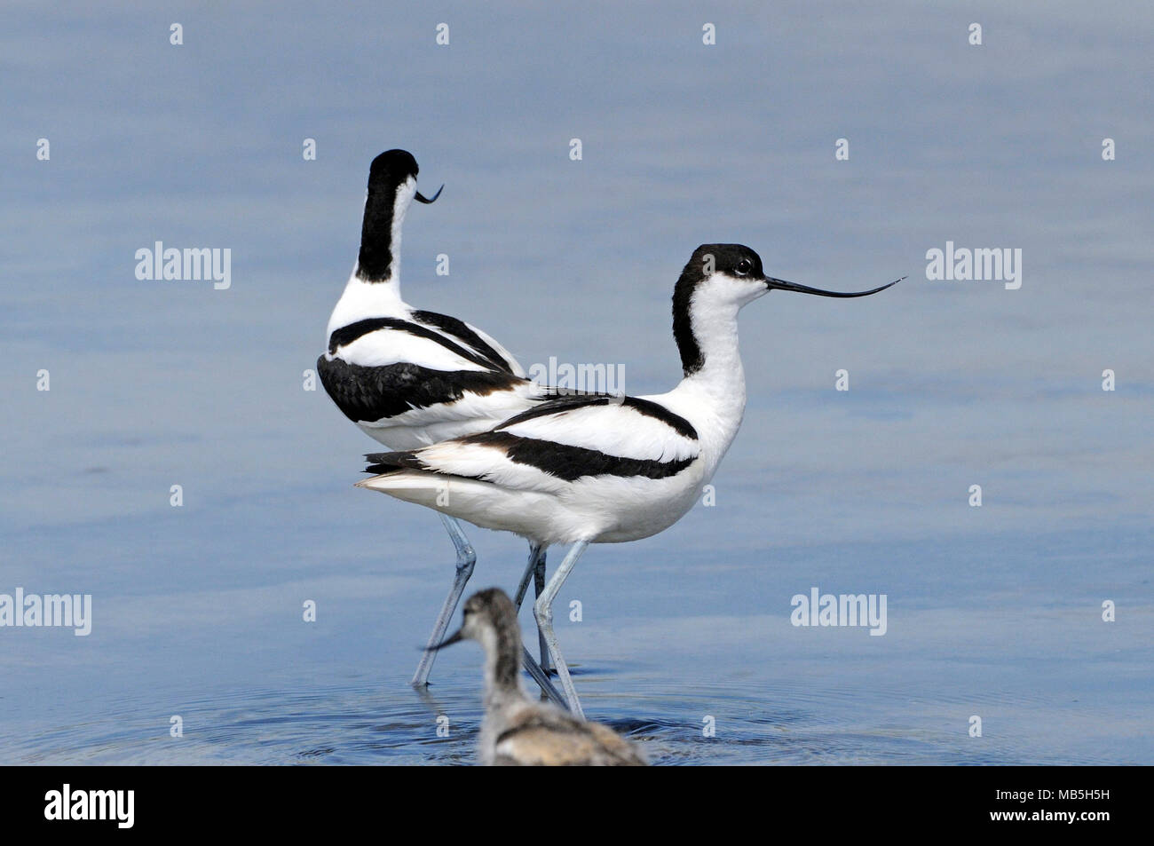Two Pied Avocets (Recurvirostra avosetta), Sardinia, Italy Stock Photo