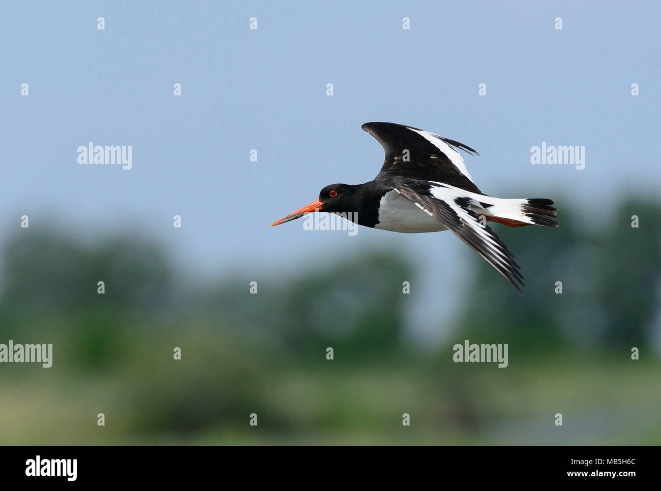 Eurasian oystercatcher Haemantopus ostralegus in flight , Sardinia, Italy Stock Photo