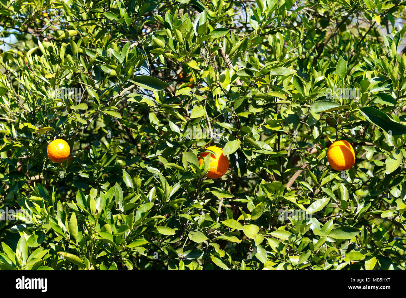 Florida oranges hires stock photography and images Alamy