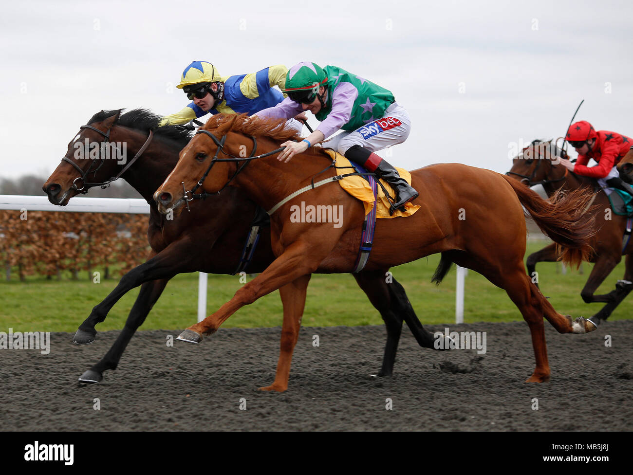 Lihou ridden by Fran Berry gets the better of Kinks ridden by Charles Bishop to win The Betfred TV/ British Stallion Studs EBF Novice Stakes run at Kempton Park Racecourse. Stock Photo