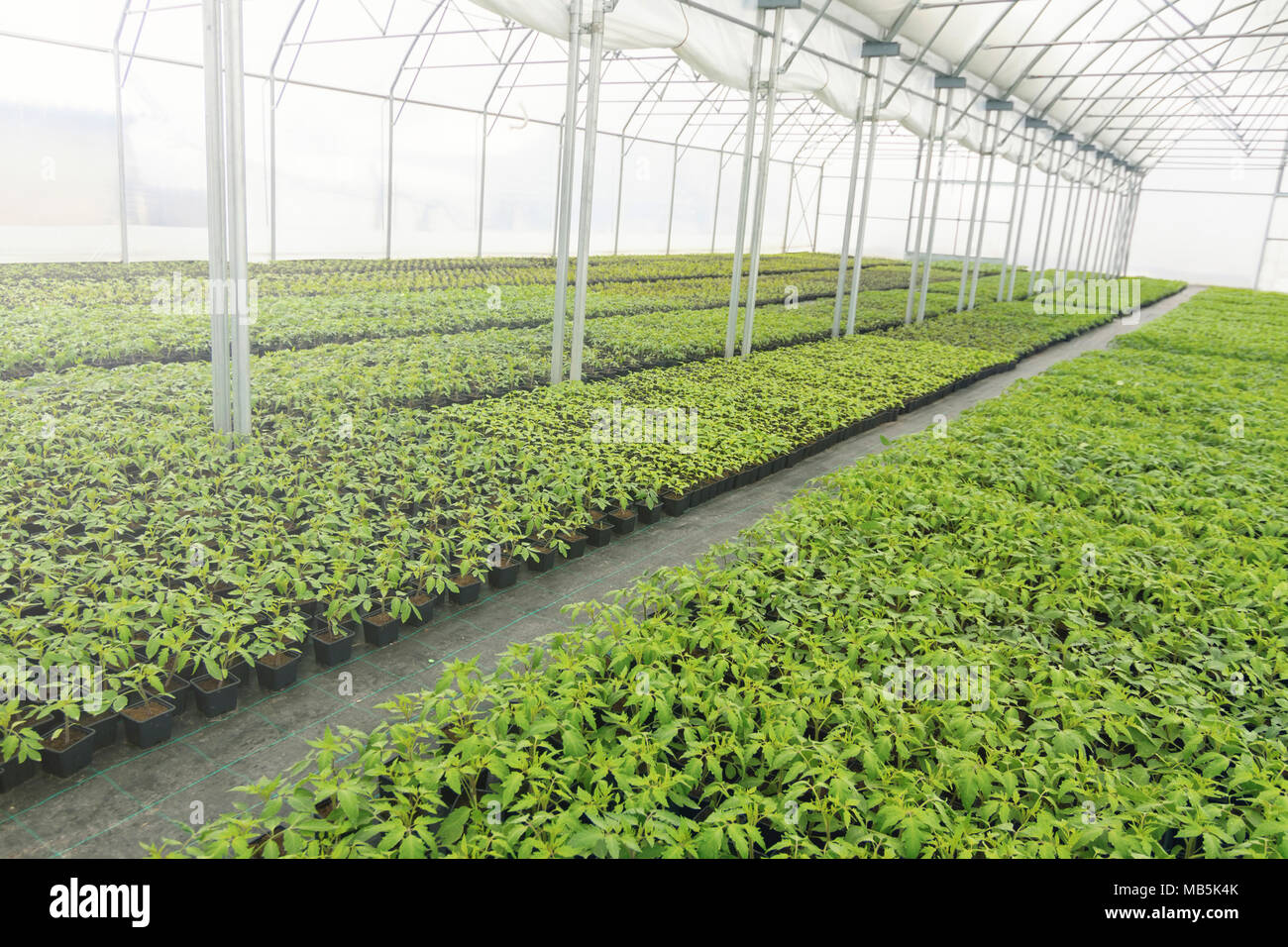Greenhouse plant nursery. Spring Seedlings, Young plants growing Stock