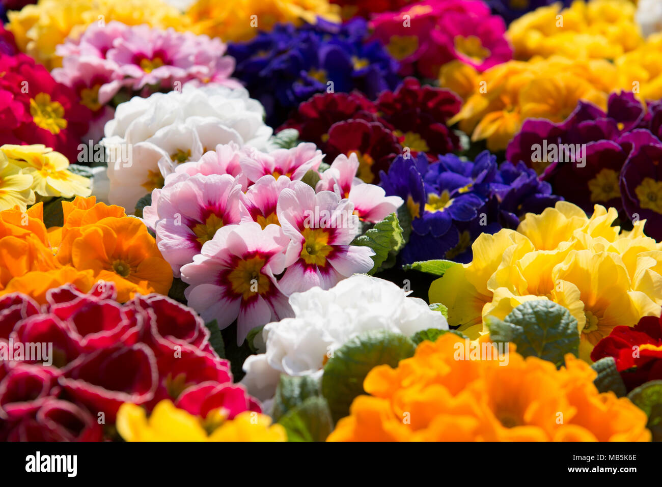Primrose flowers of different colors Stock Photo