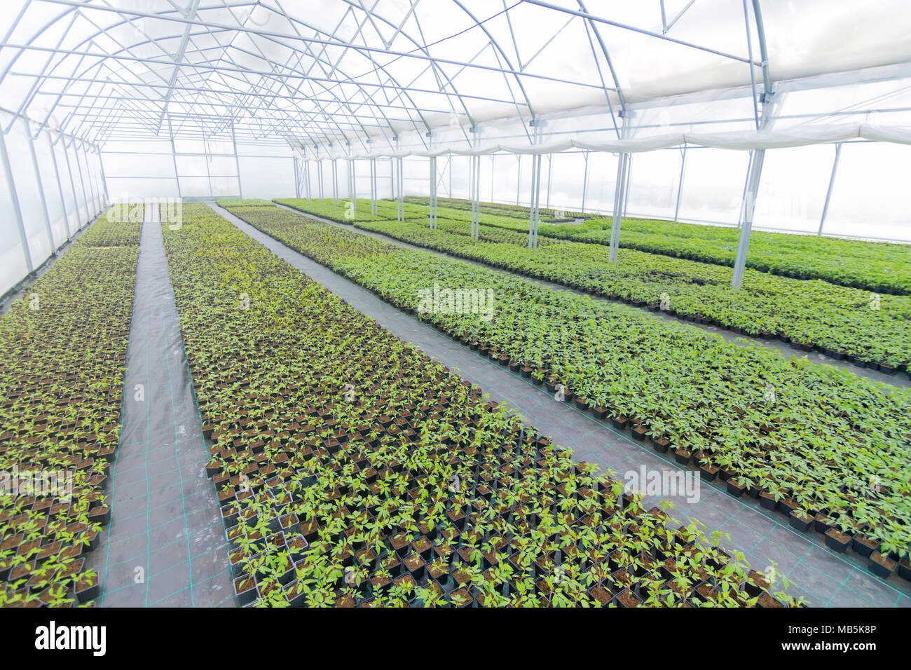 Greenhouse plant nursery. Spring Seedlings, Young plants growing Stock ...
