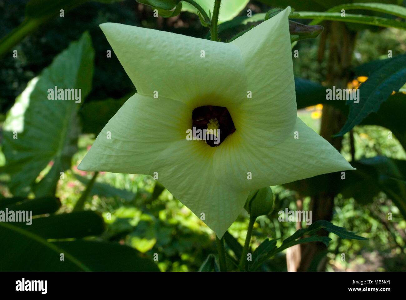 An ultra exclusive, 5-pointed star, white windmill-looking flower. Stock Photo