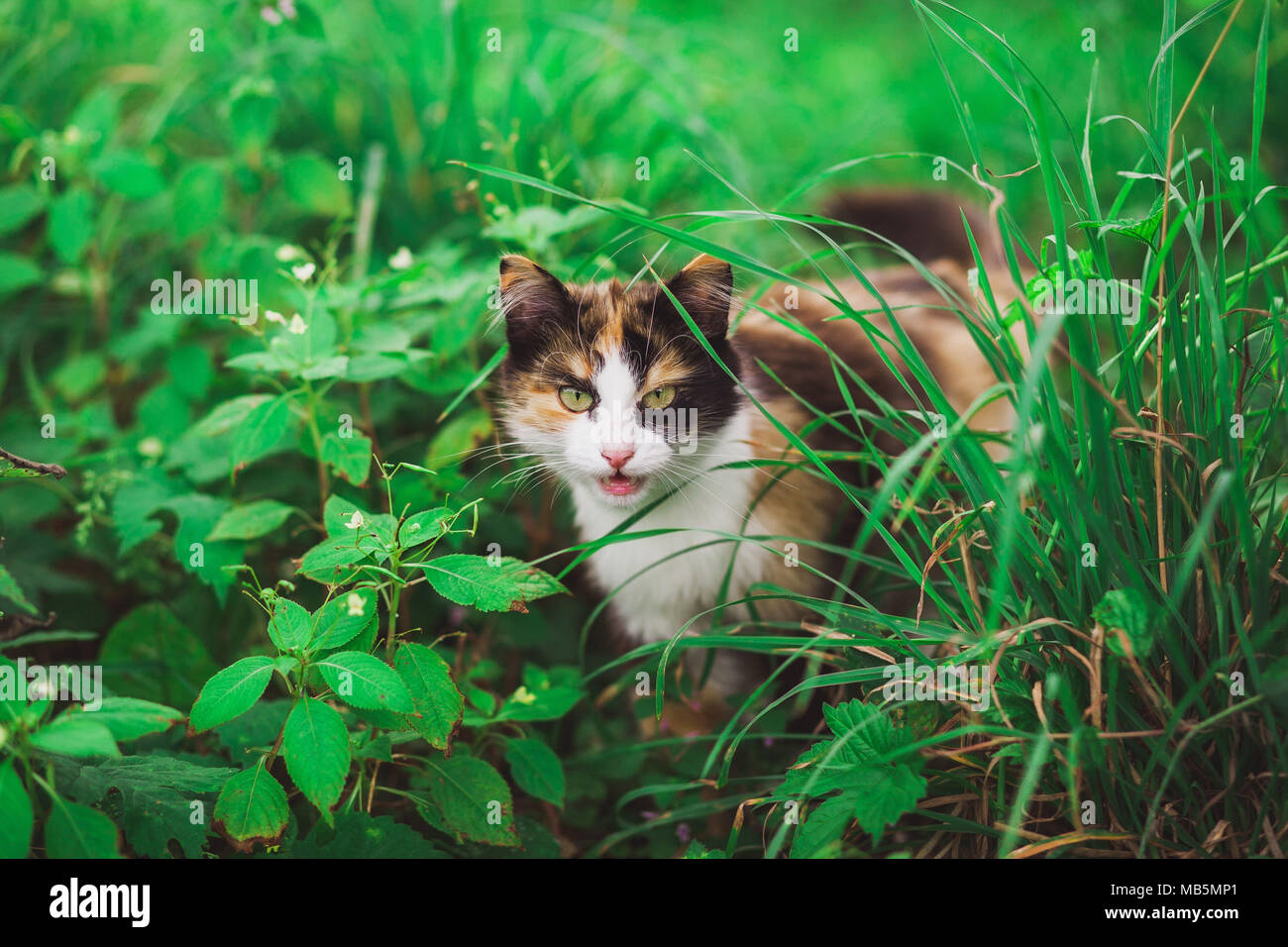Closeup portrait of face of beautiful young angry looking cat hiding among fresh green grass