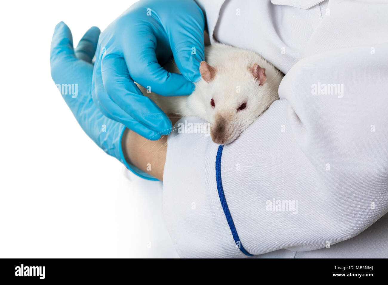 woman in medical gloves holds a white rat Stock Photo