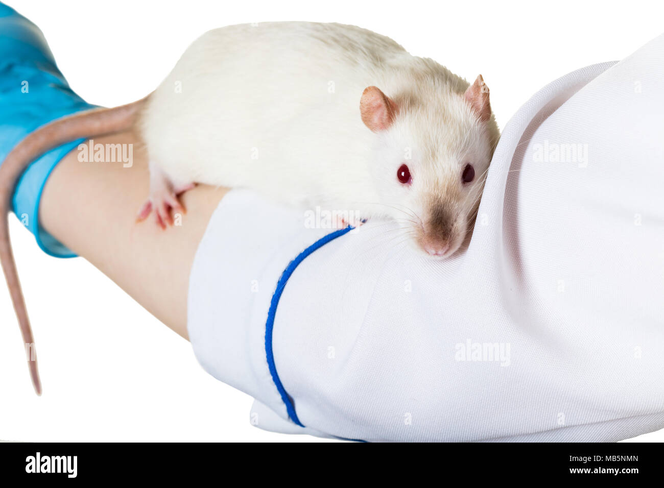 white rat sits on the hand of a veterinarian Stock Photo