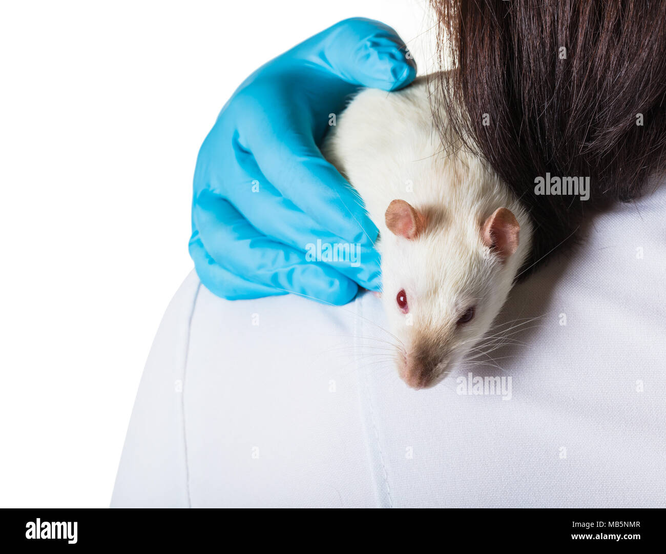 white rat sits on the shoulder of a veterinarian Stock Photo
