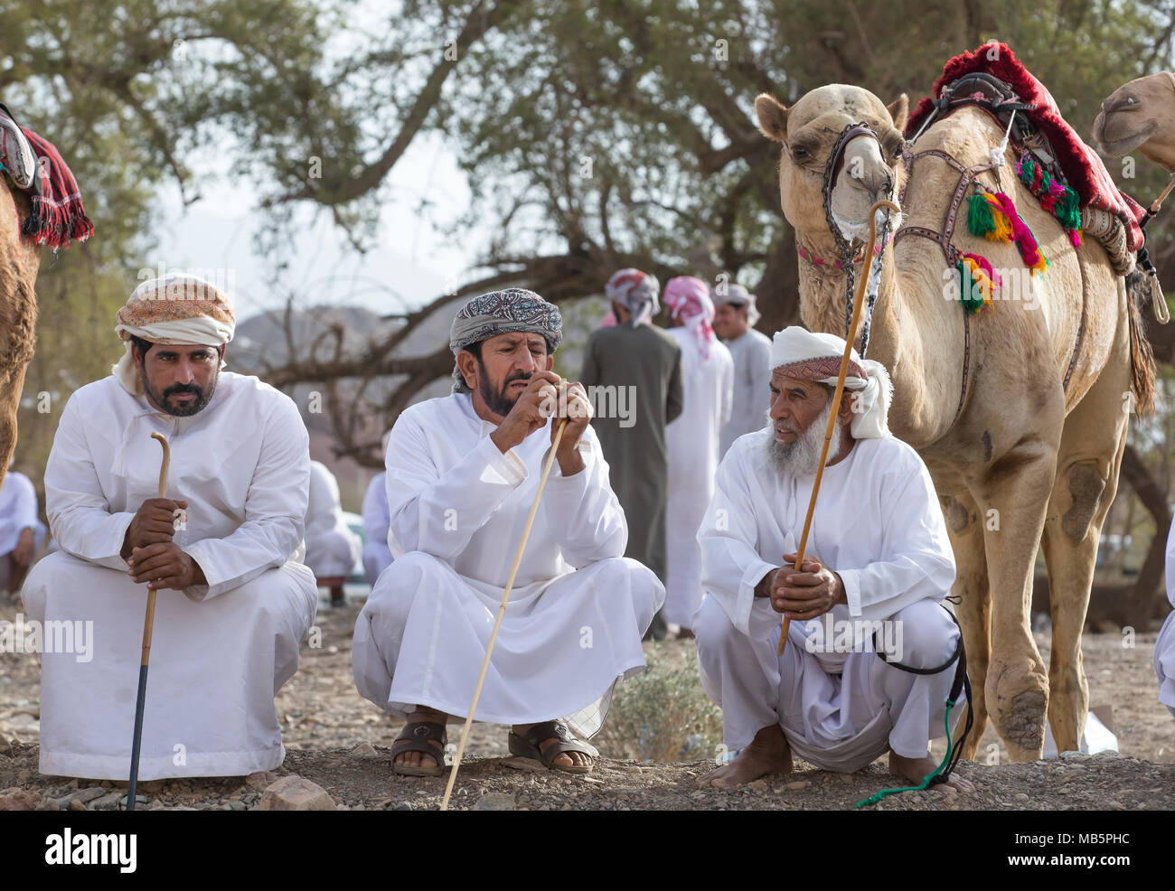 Does my hump look big in this? Camels wear LYCRA for races in Middle East -  Mirror Online