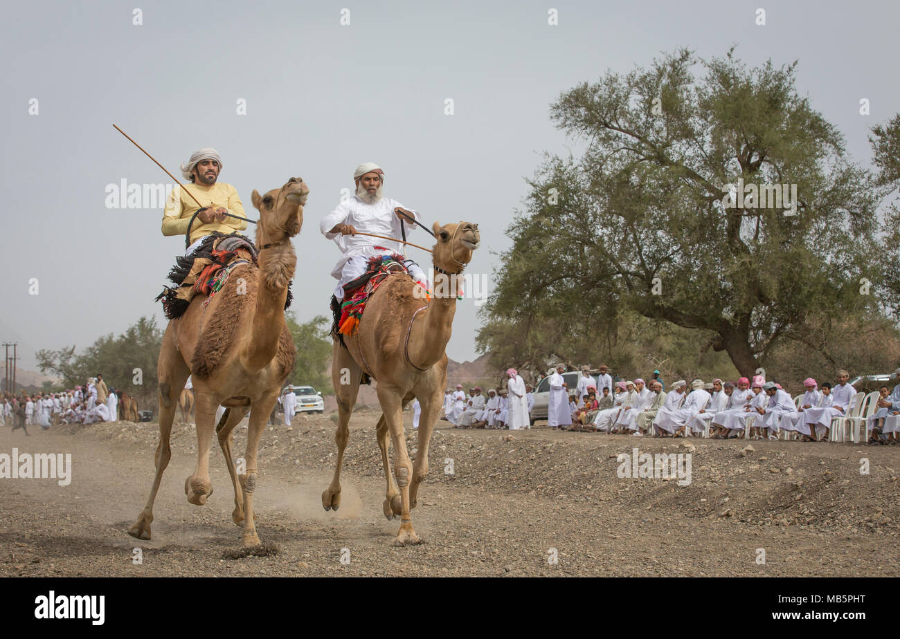 Ibri, Oman, April 7th, 2018: Omani men riding camels in a landscape of rural Oman Stock Photo