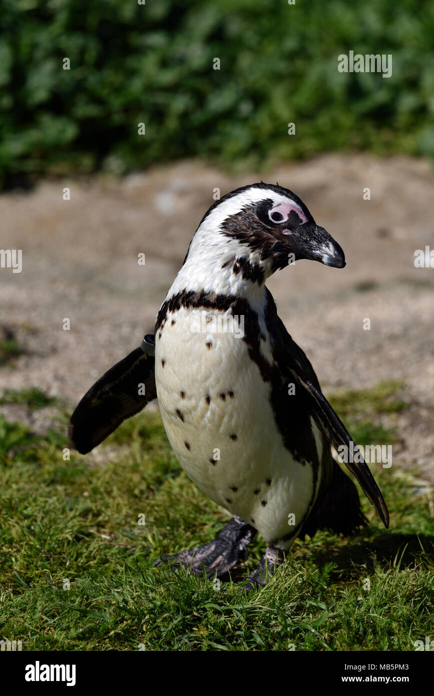 African penguin endangered species hi-res stock photography and images